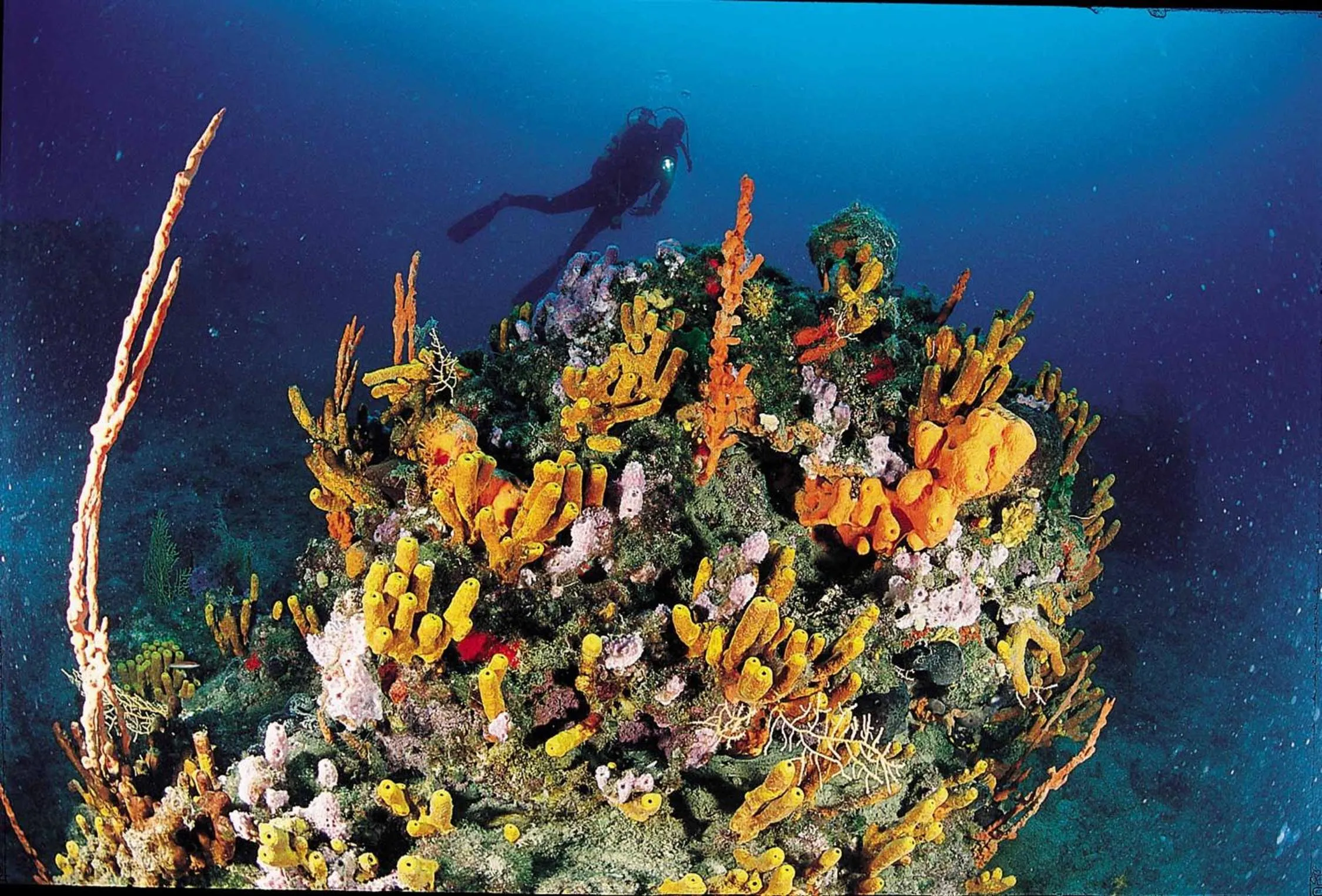 Diving in Hotel Billurcu