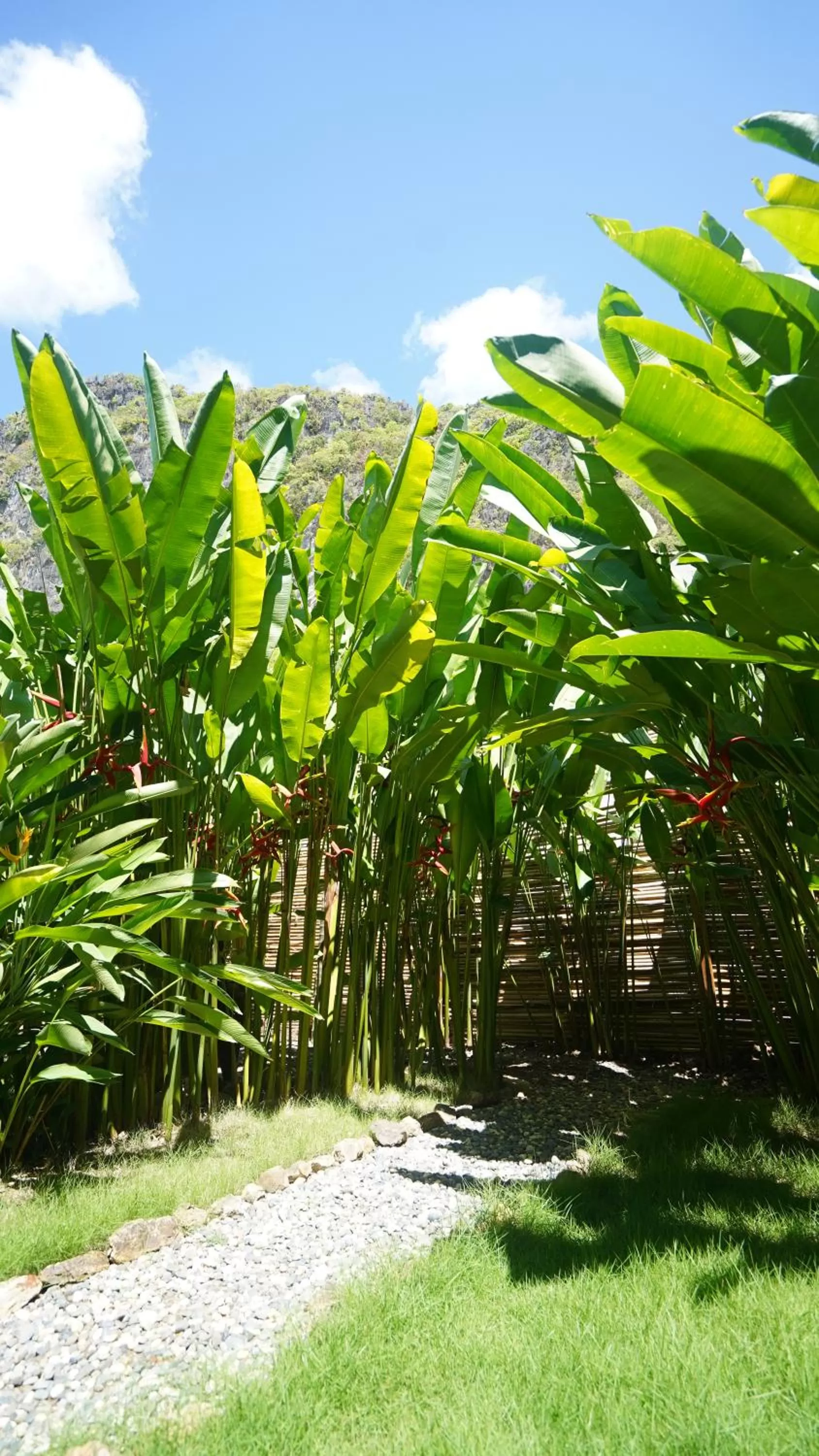 Garden in Focus Rooms