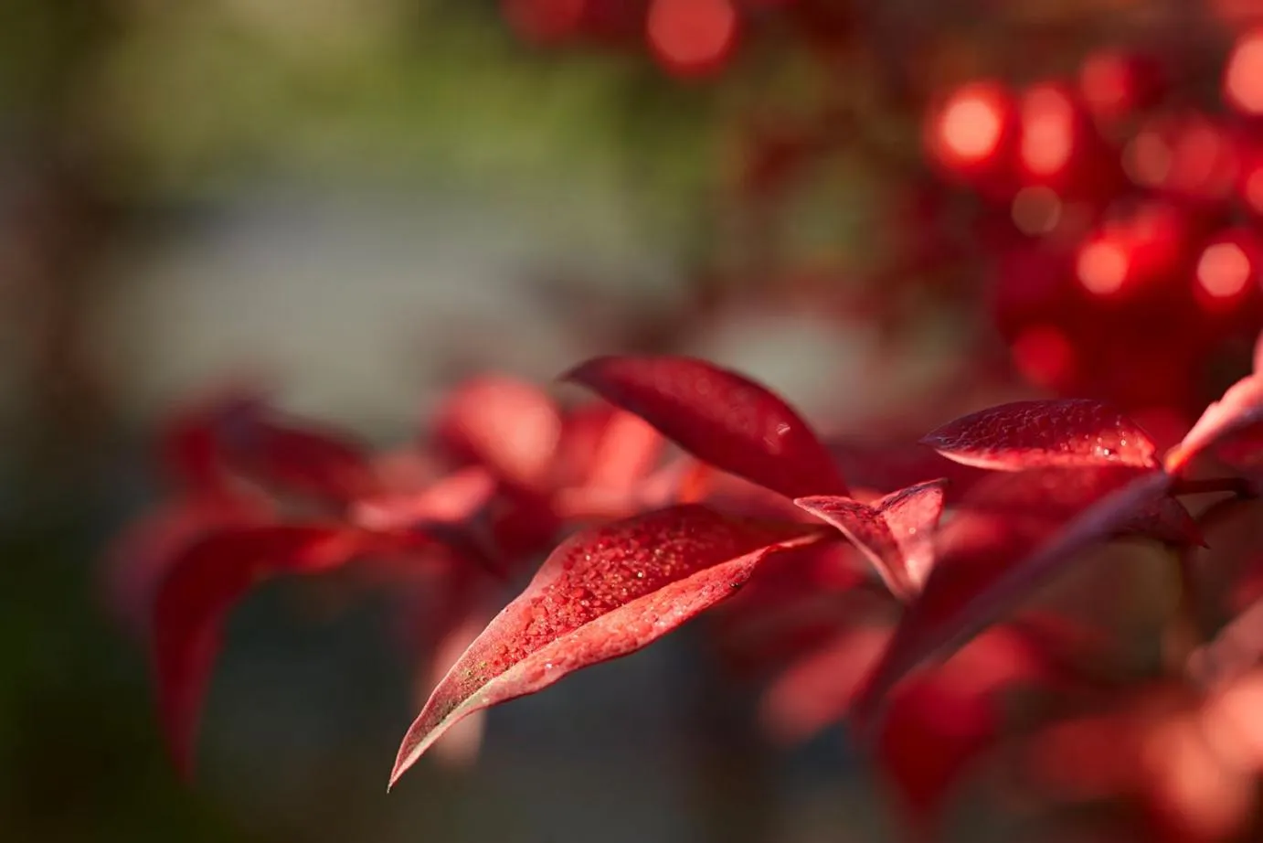 Other in Castillo Del Bosque La Zoreda