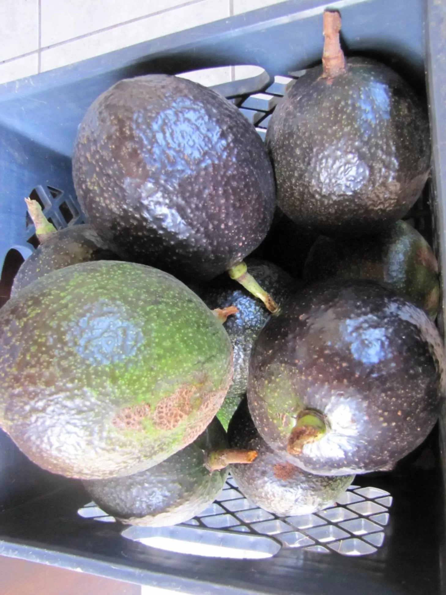 Food and drinks in Coffee Garden