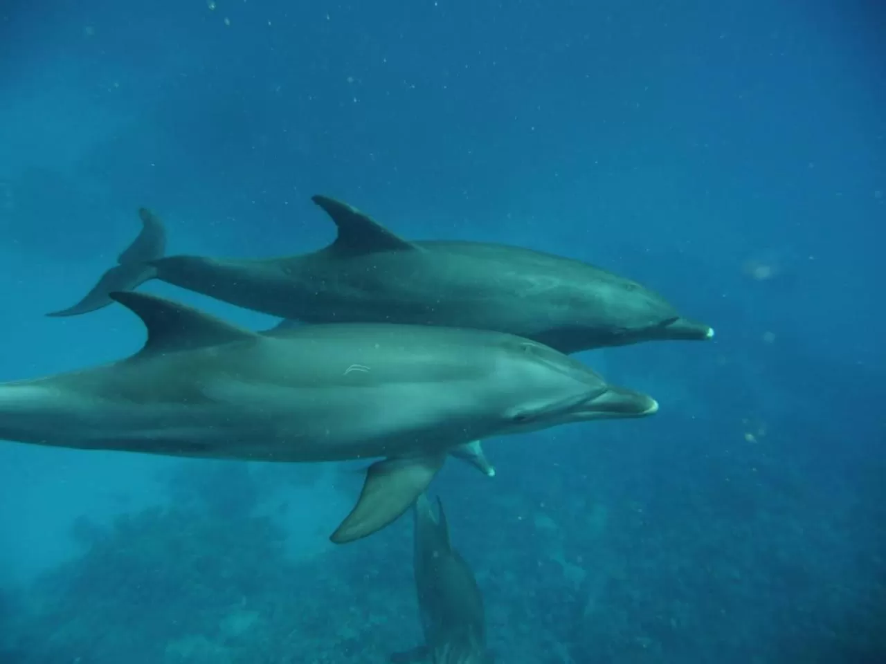 Diving in Novotel Marsa Alam Beach Resort