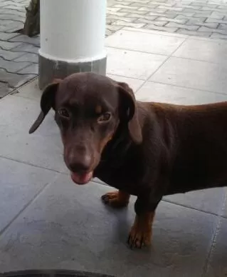 Pets in Bon Accord Mirissa