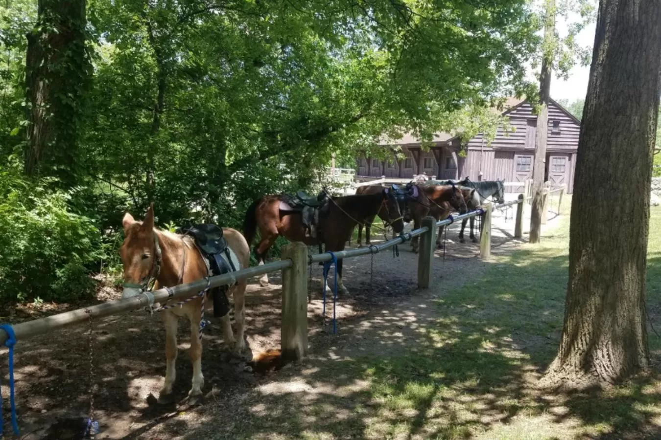 Horse-riding, Other Animals in Potawatomi Inn & Cabins