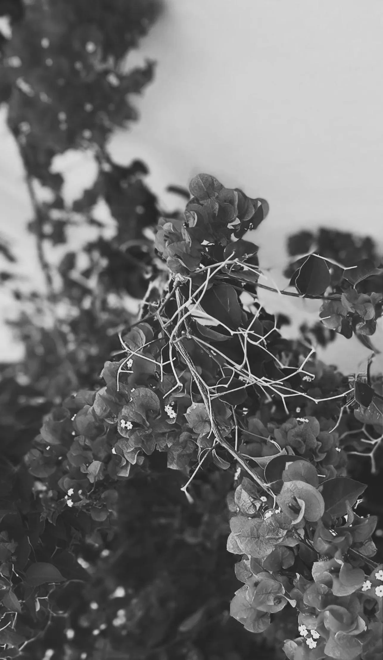 Winter in El Balcón de Alange