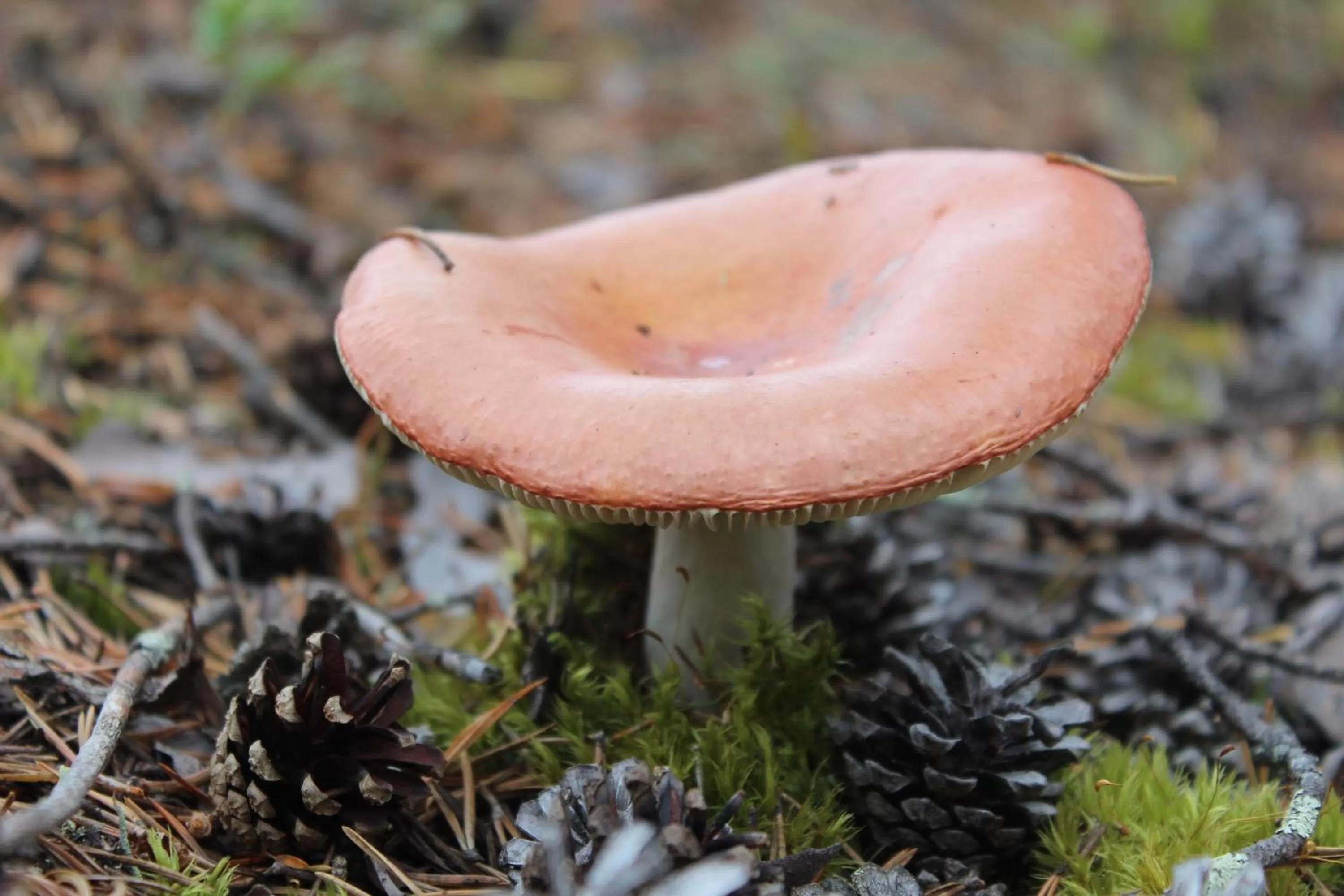 Area and facilities in Hotel Aakenus