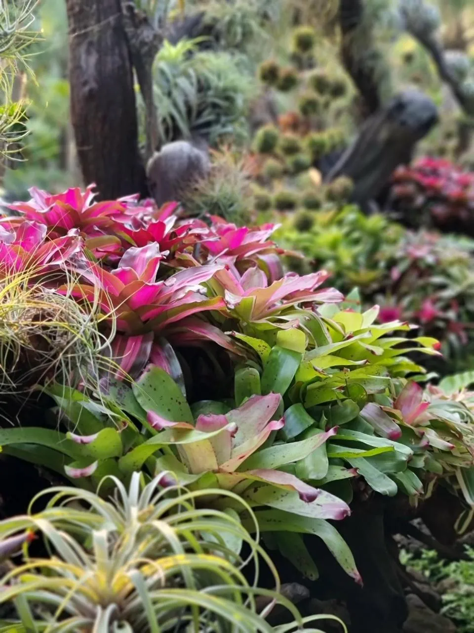 Garden in Coco Palm Beach Resort