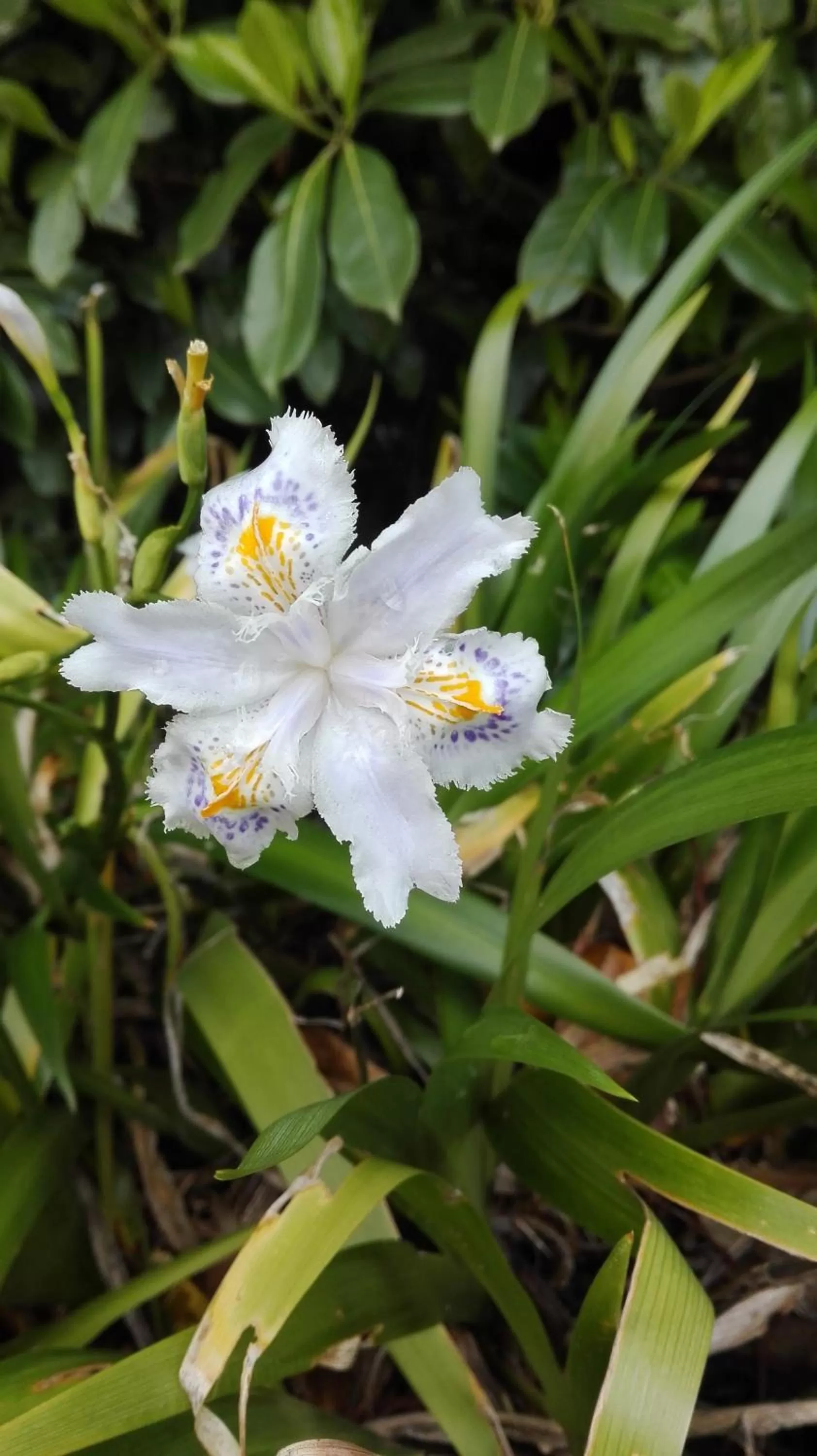 Spring in Villa Scalabrini