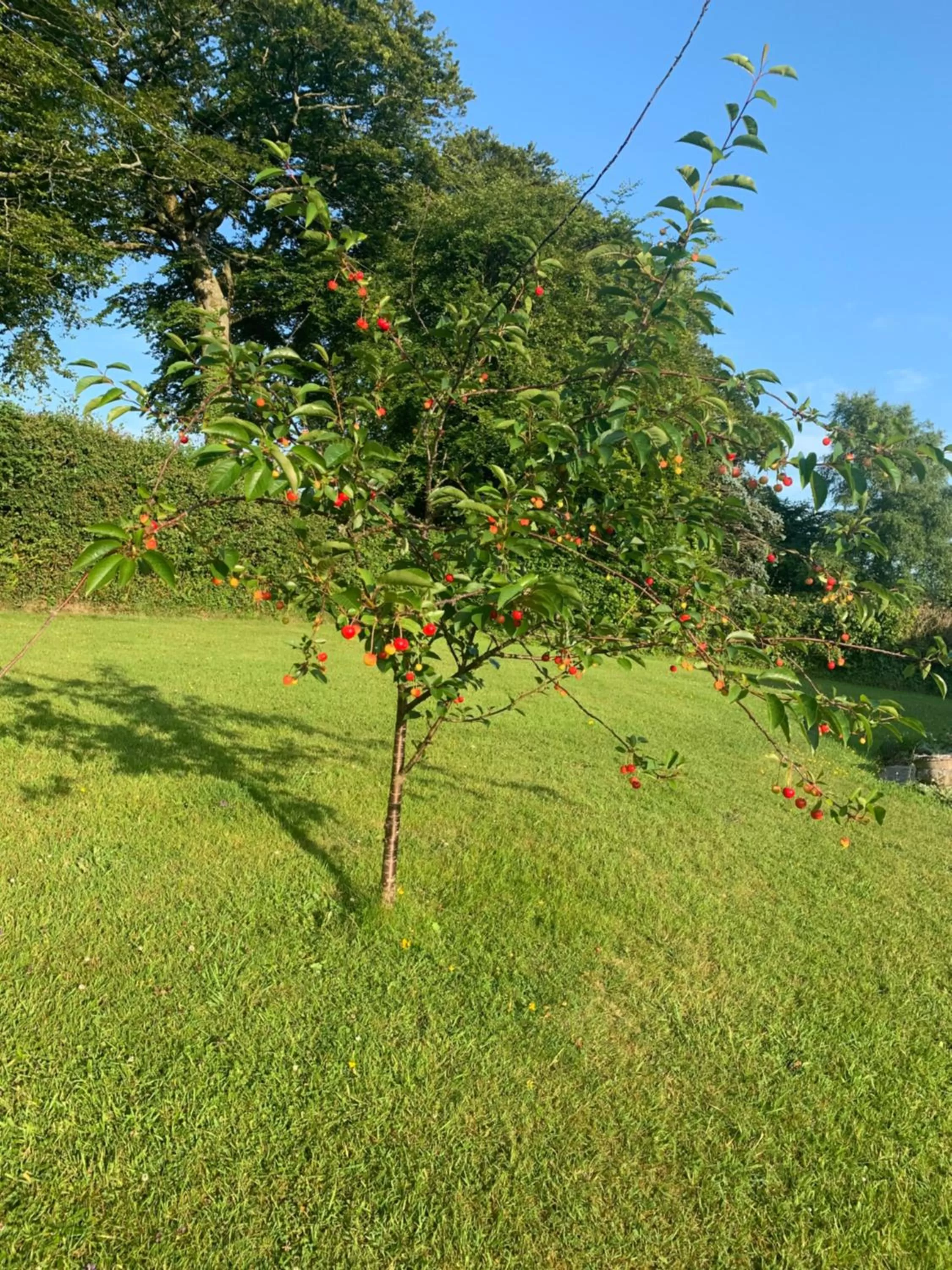 Garden in Nettle Bank