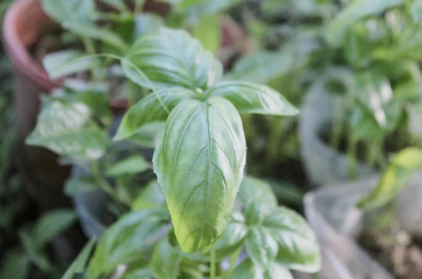 Garden in Bird Island Bungalows