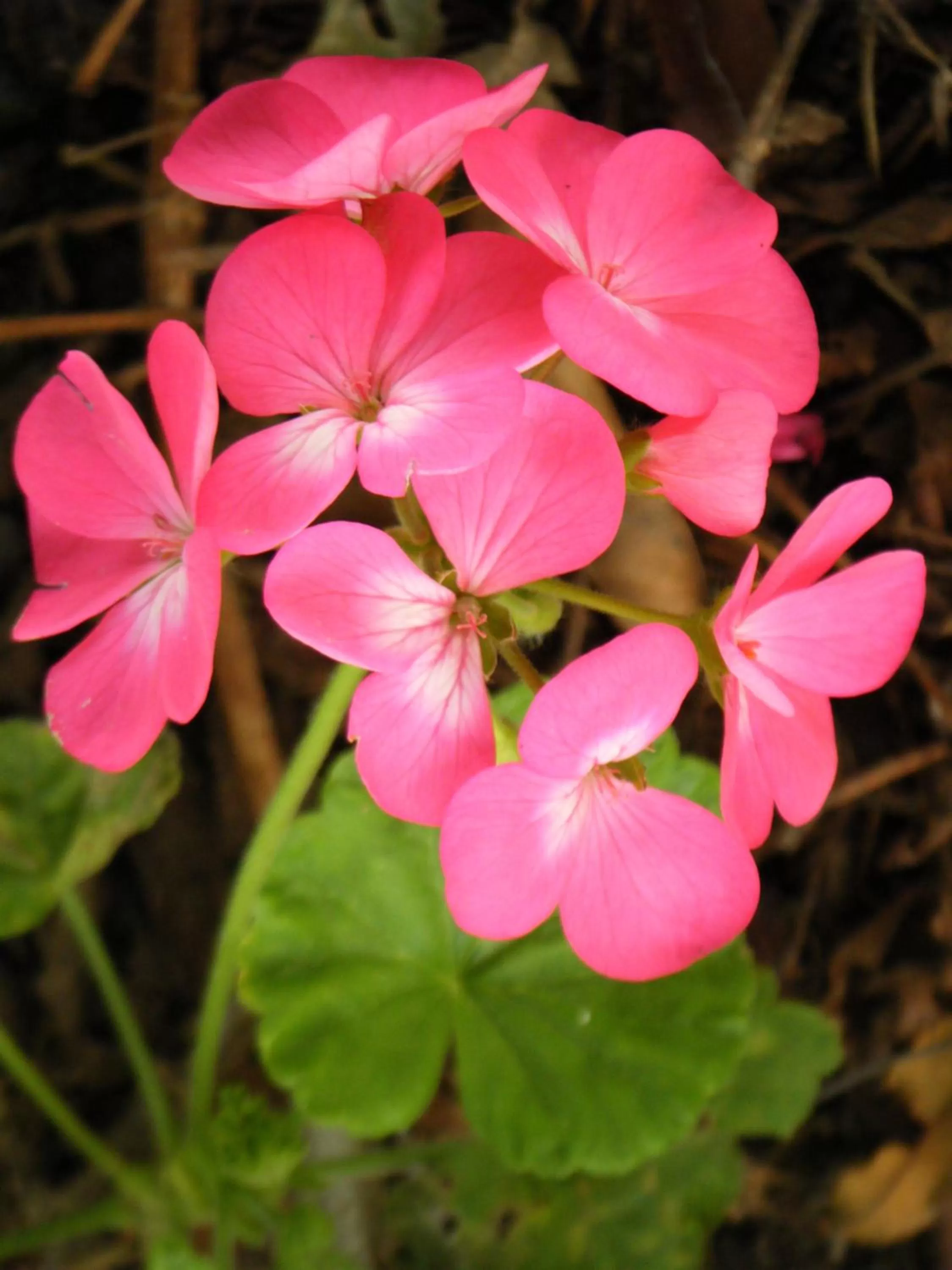 Other in Collingwood Manor