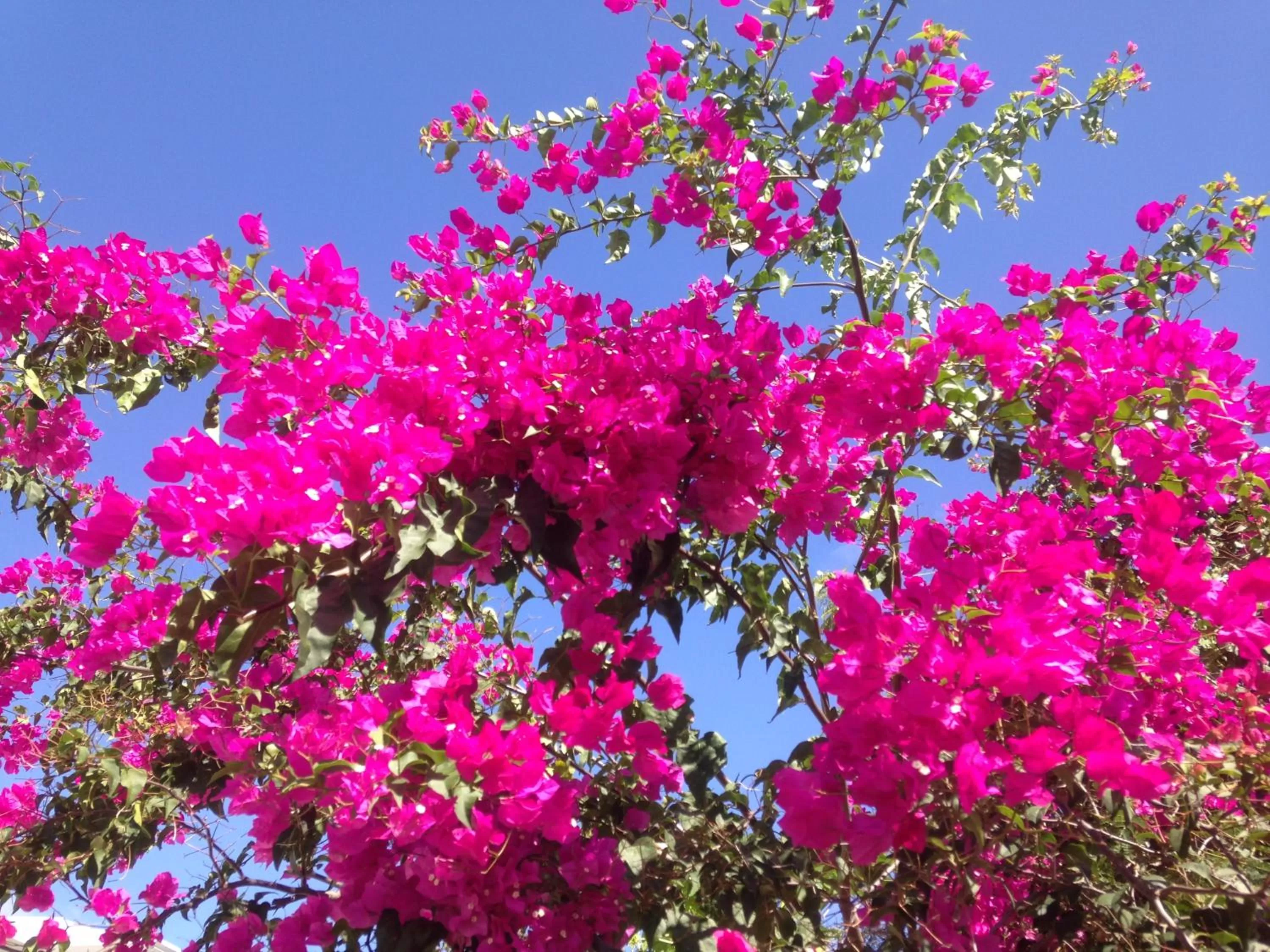 Garden in Chambre d'hôte Coeur-CoCo piscine