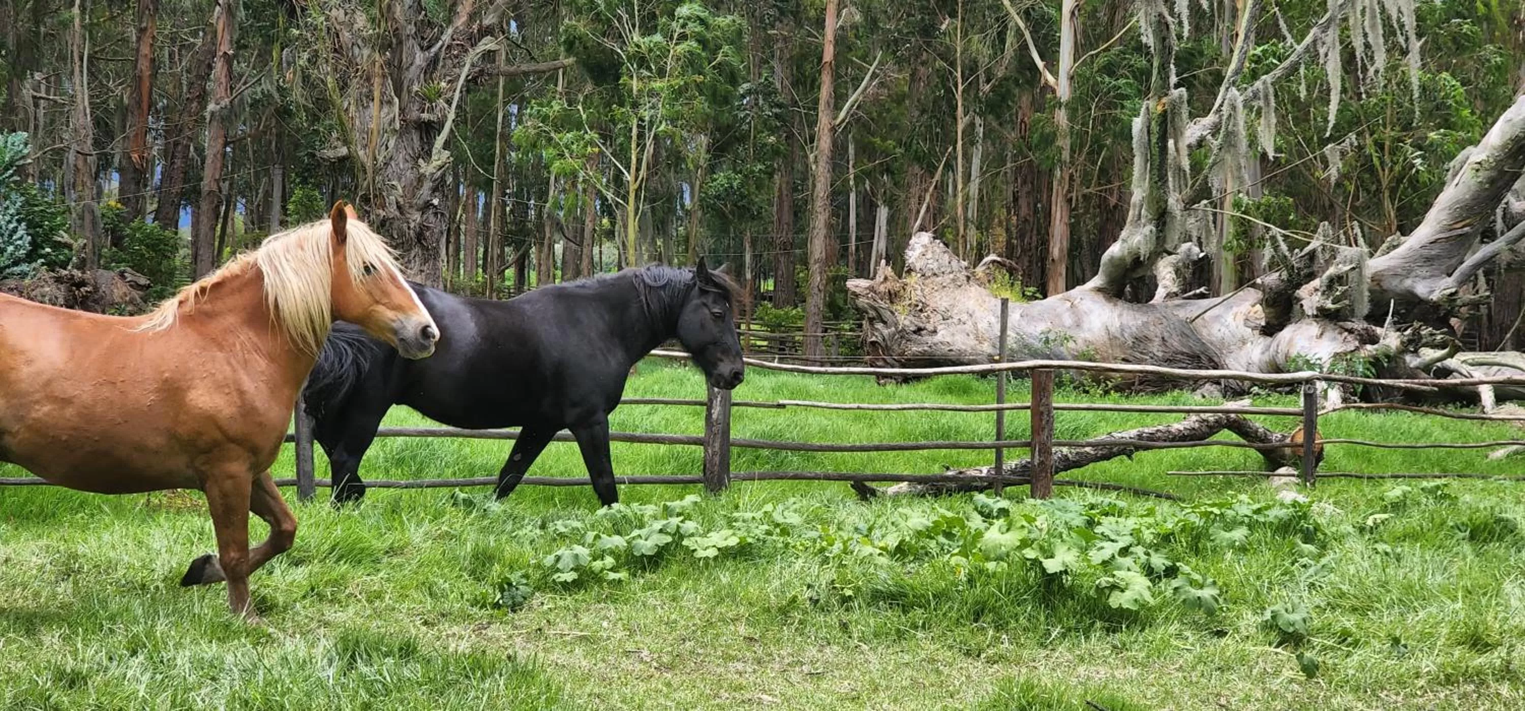 Horse-riding in Hacienda Suescún - 300 Años de Historia