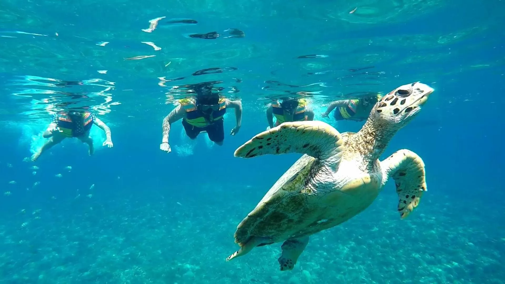 Snorkeling in Gili Meno Mojo Beach Resort