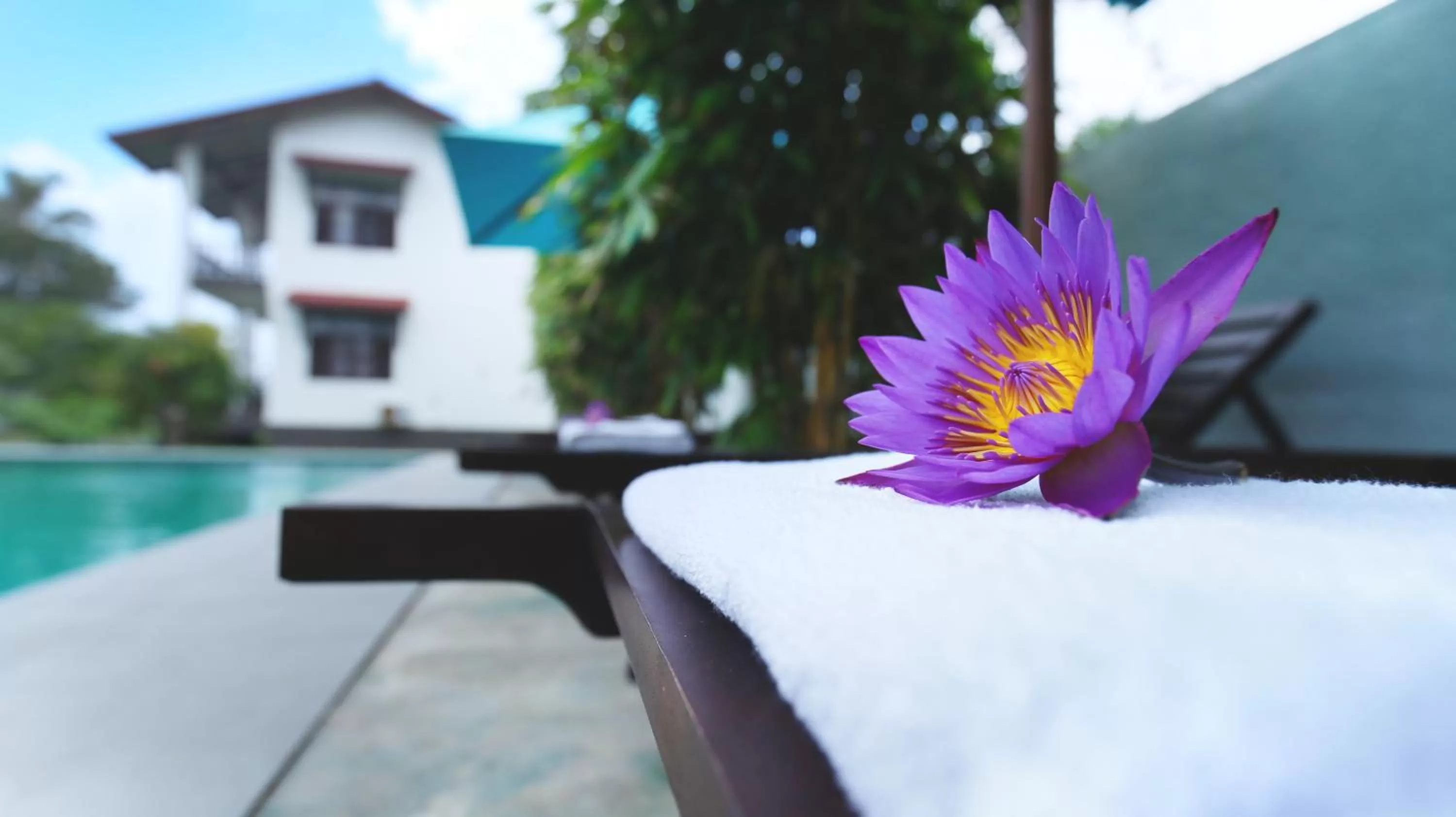 Garden in Kaminrich Cottage