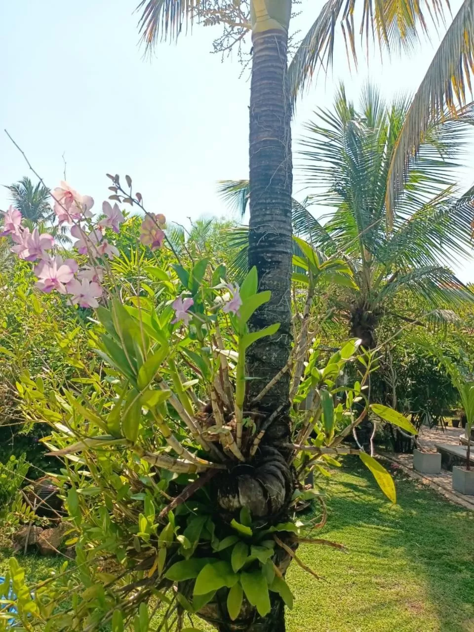 Natural landscape, Garden in Optimum Residencies