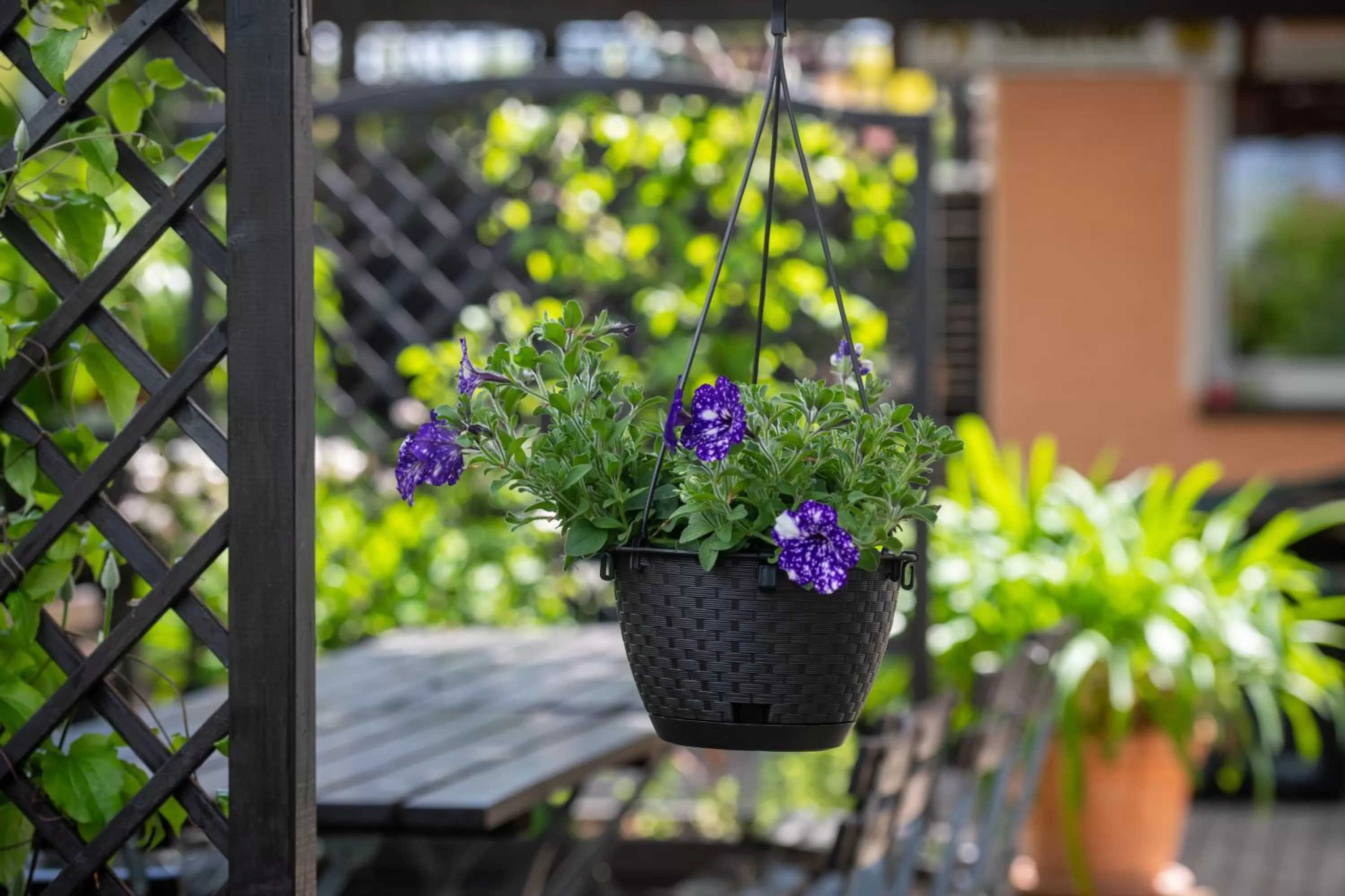 Balcony/Terrace in Hotel Asterra