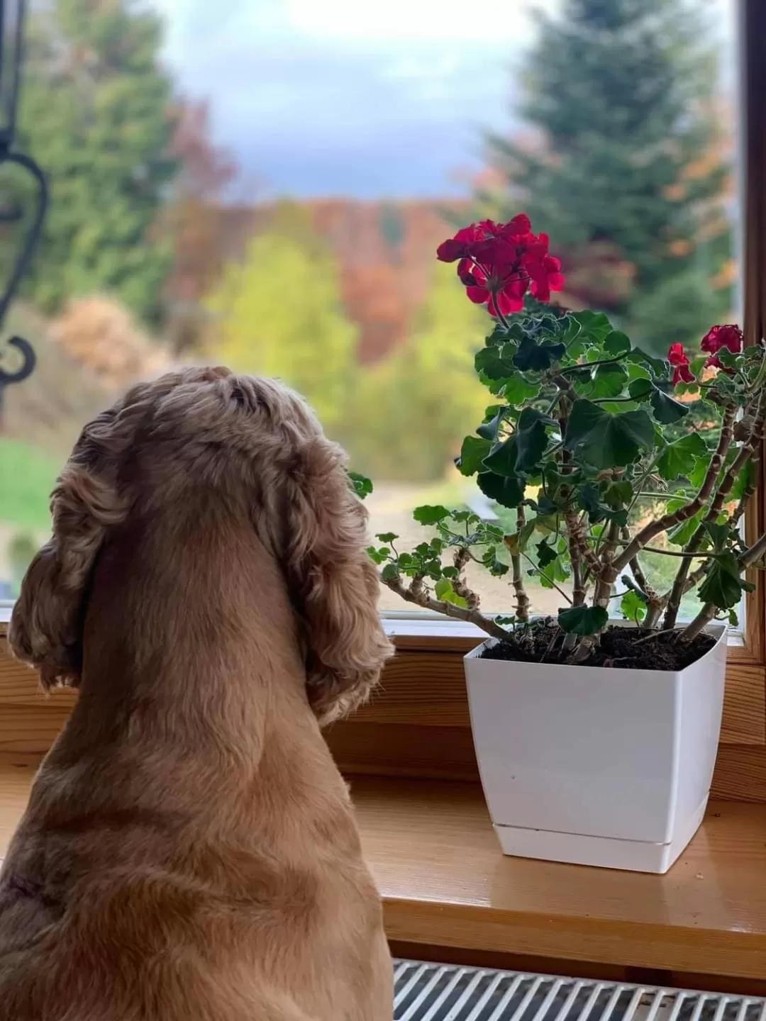 Schronisko PTTK na Jaworzynie Krynickiej