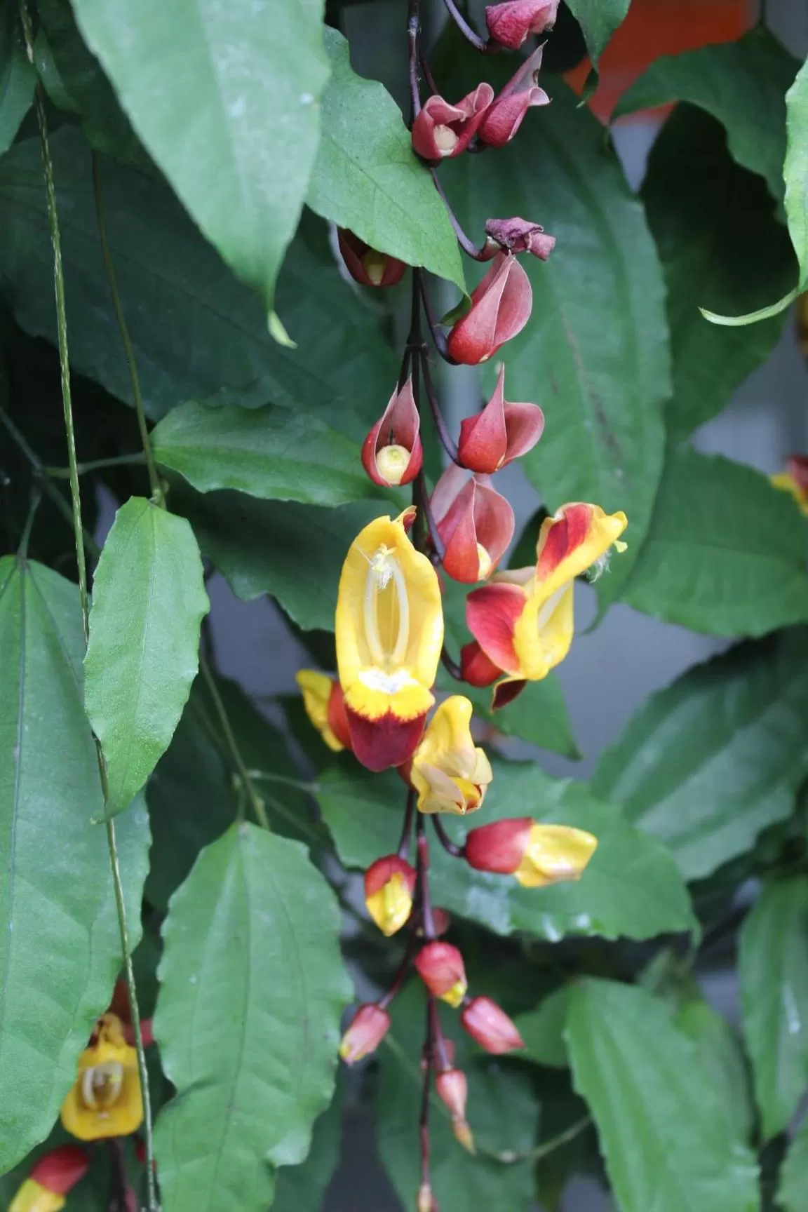 Cando Living Apartments in Central Avenue