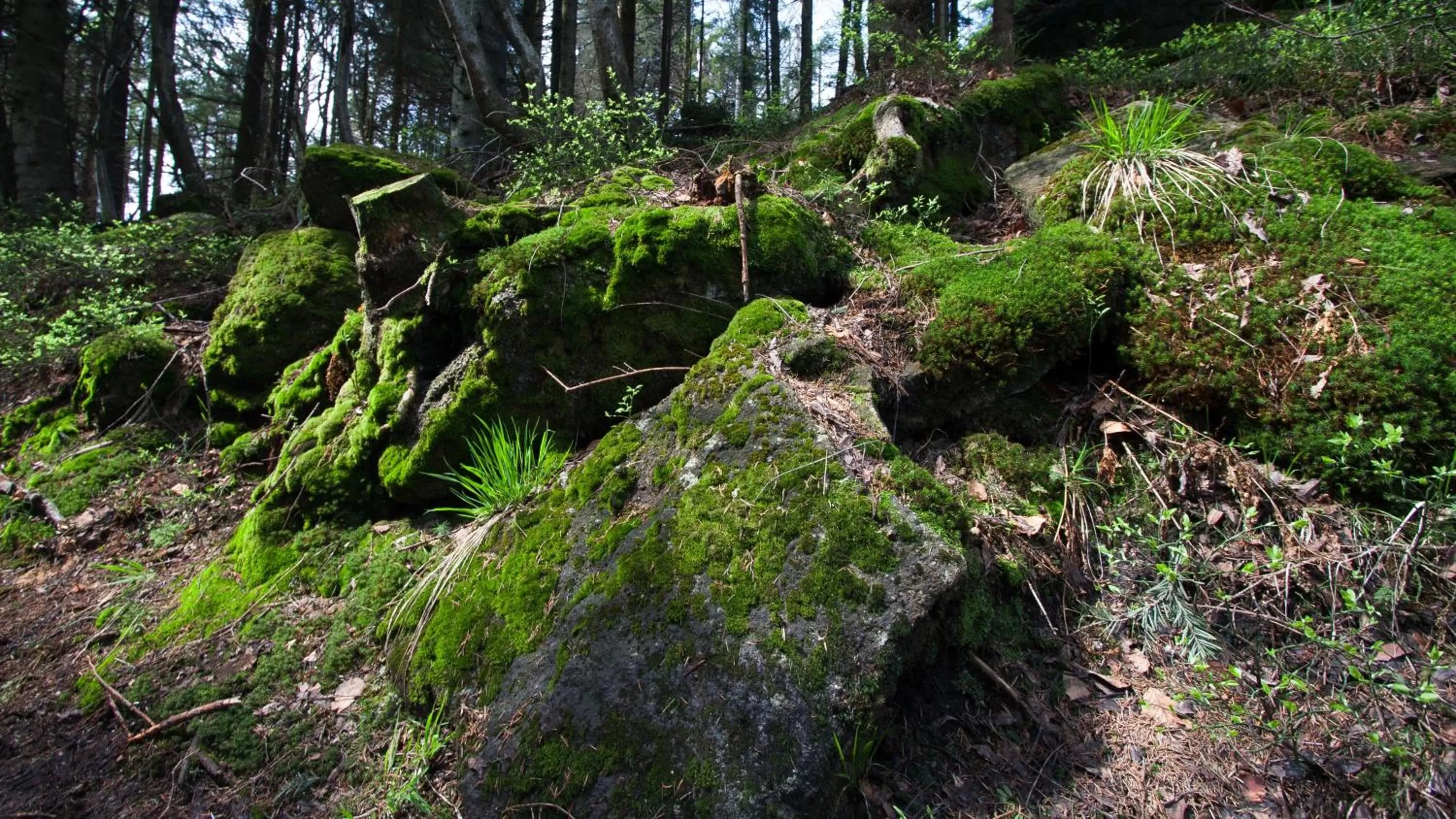 Natural Landscape in Pokoje w Oberży Czarny Groń