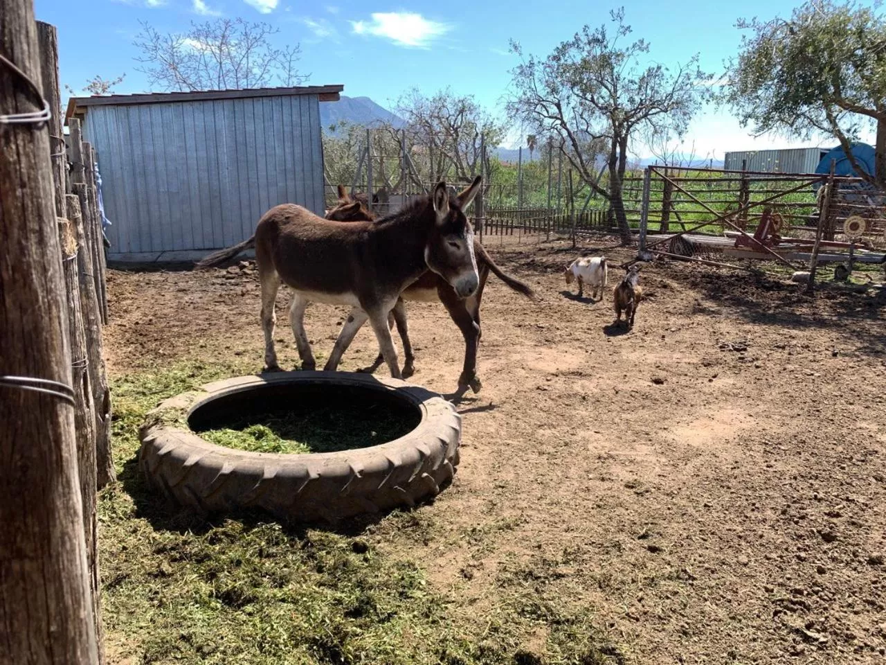 B & B Vigna Di Filippo - Paestum