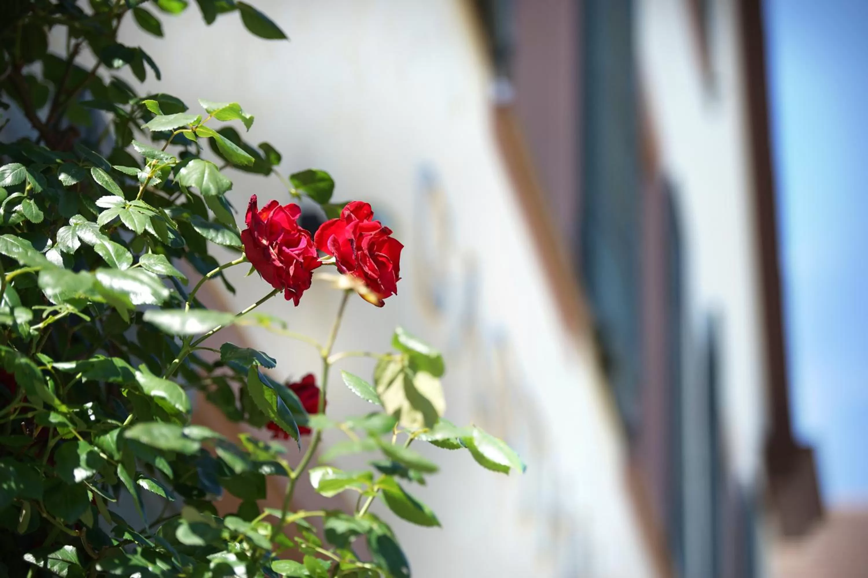 Garden in Hotel Gasthaus Schützen