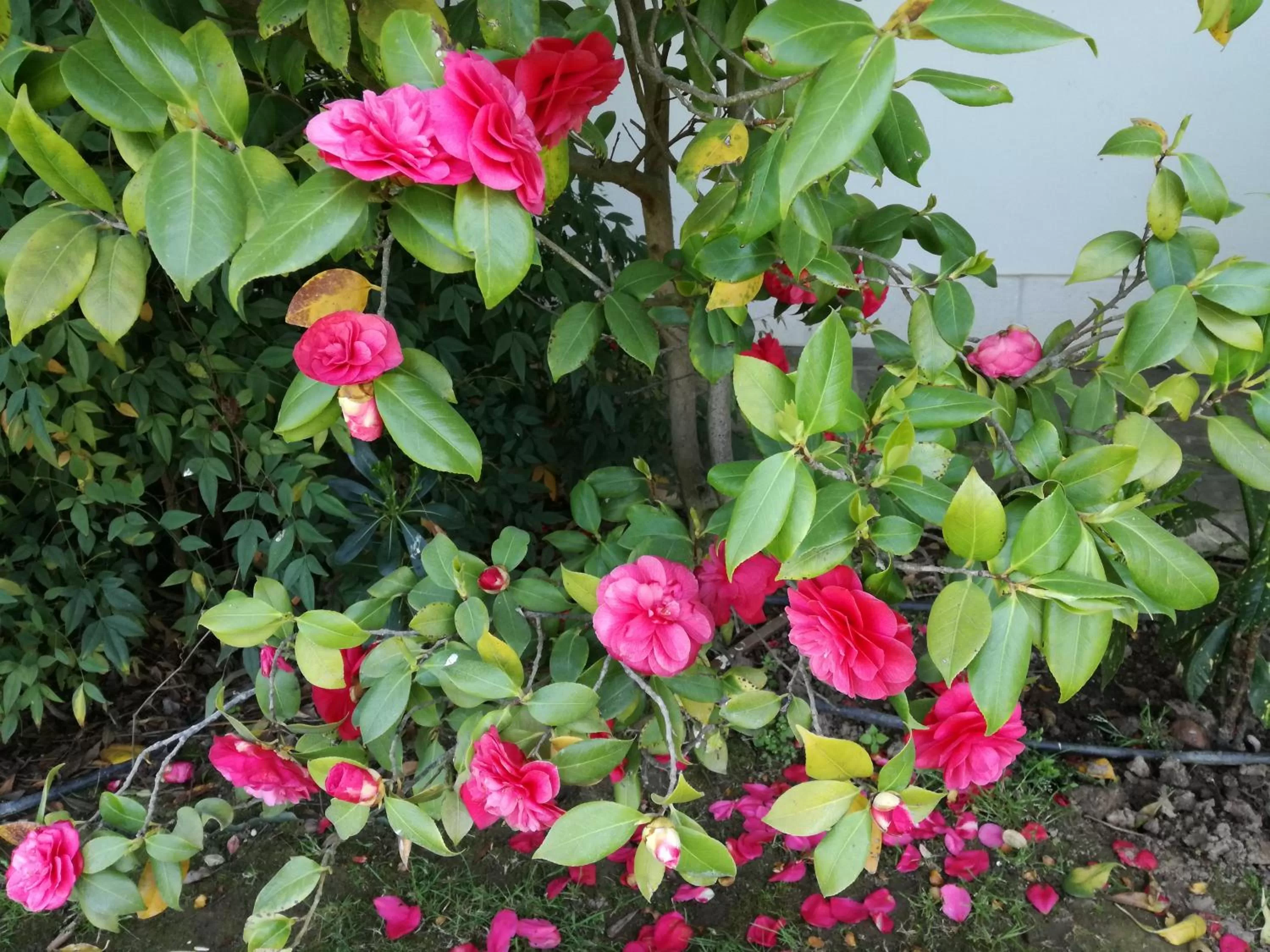 Garden in 3 Tesori B&B