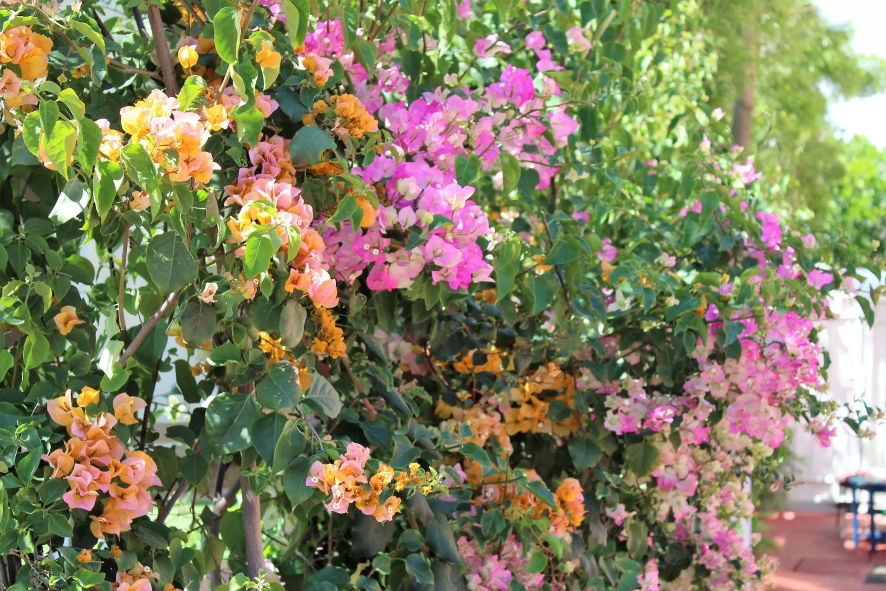 Property building in Sweet Dreams B&B LA