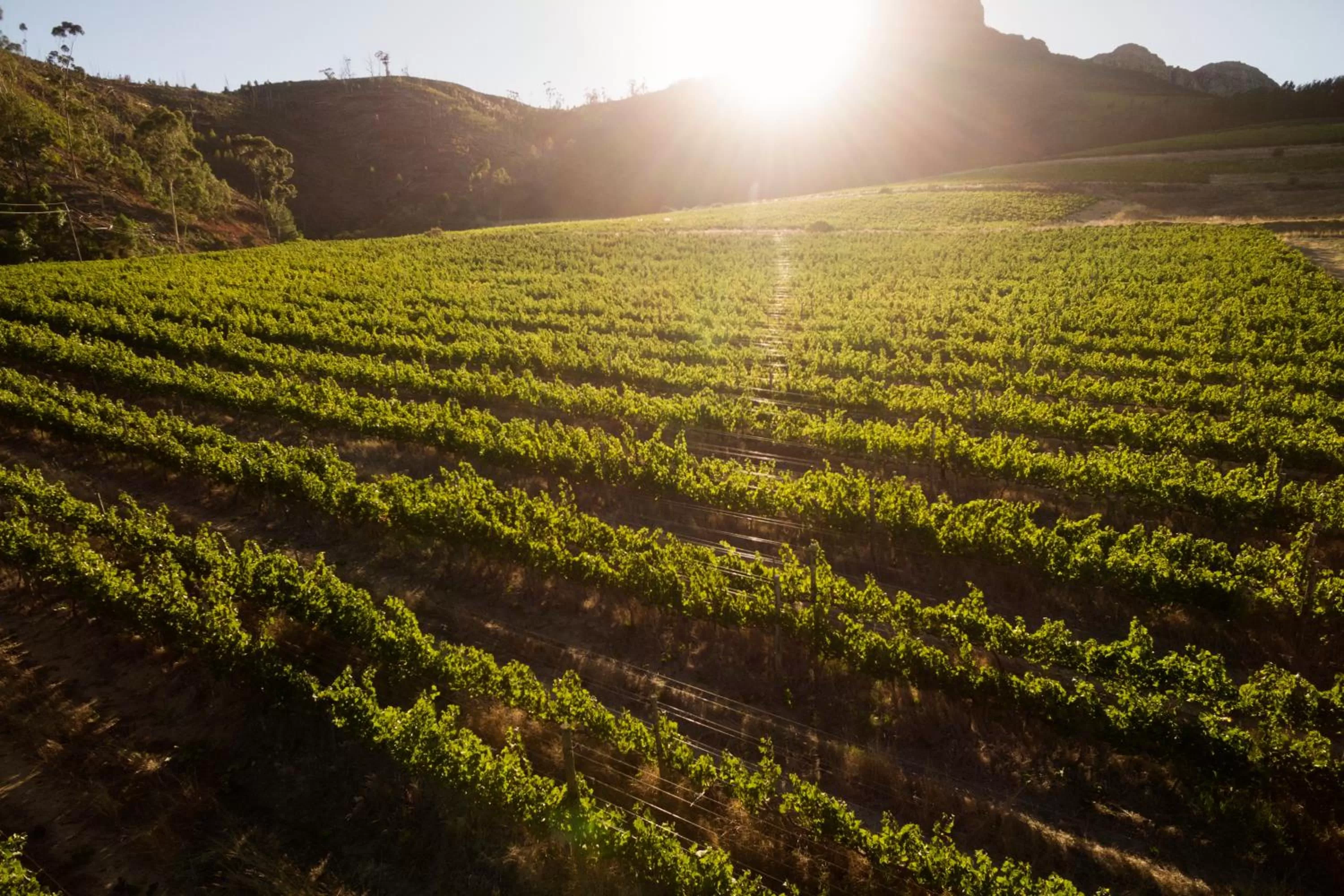 Bird's eye view in Lanzerac Hotel & Spa