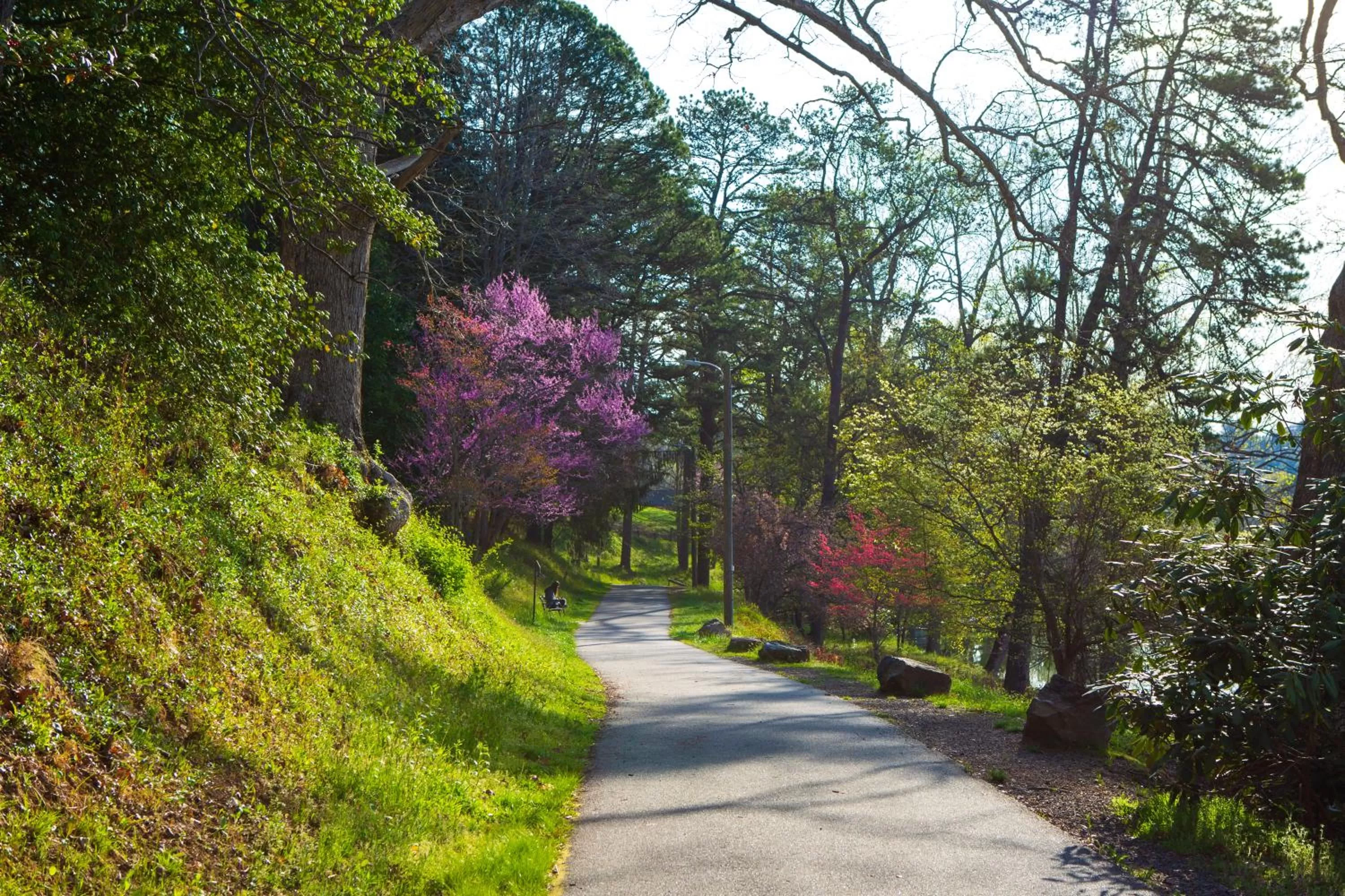 Natural landscape in The Terrace Hotel at Lake Junaluska
