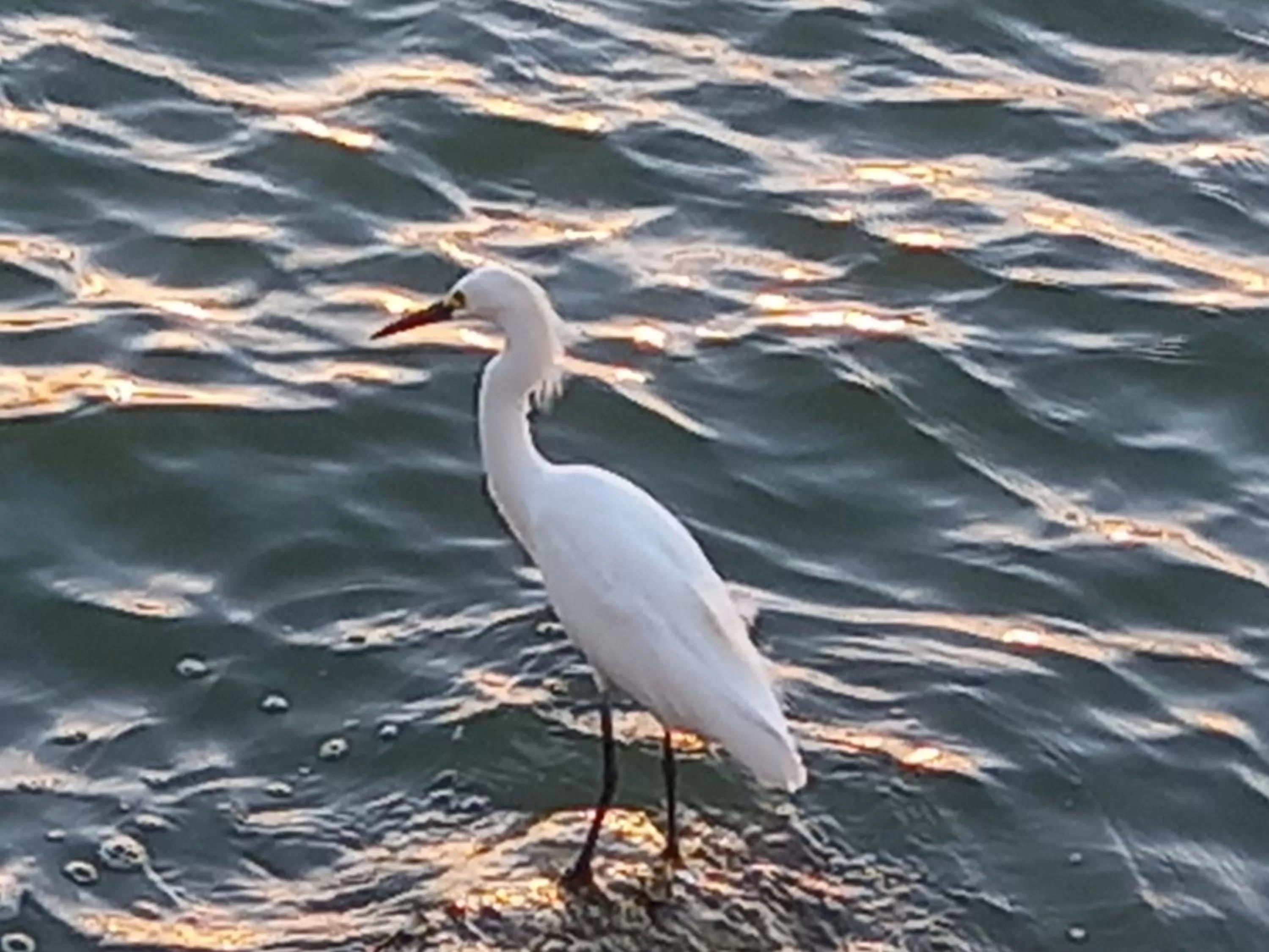 Other Animals in Hotel Boutique Casa Mar