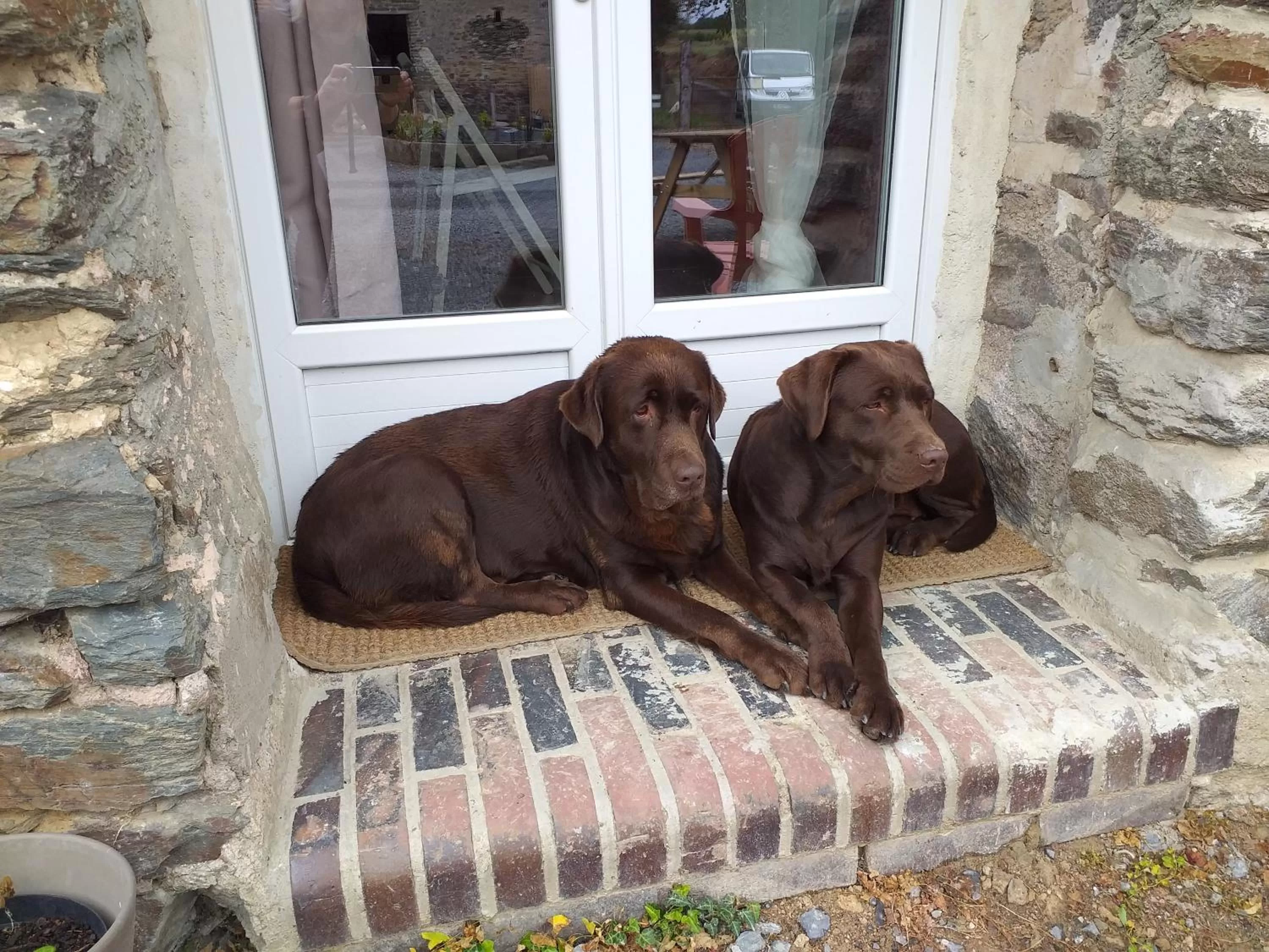 Animals in La Petite Houssaye