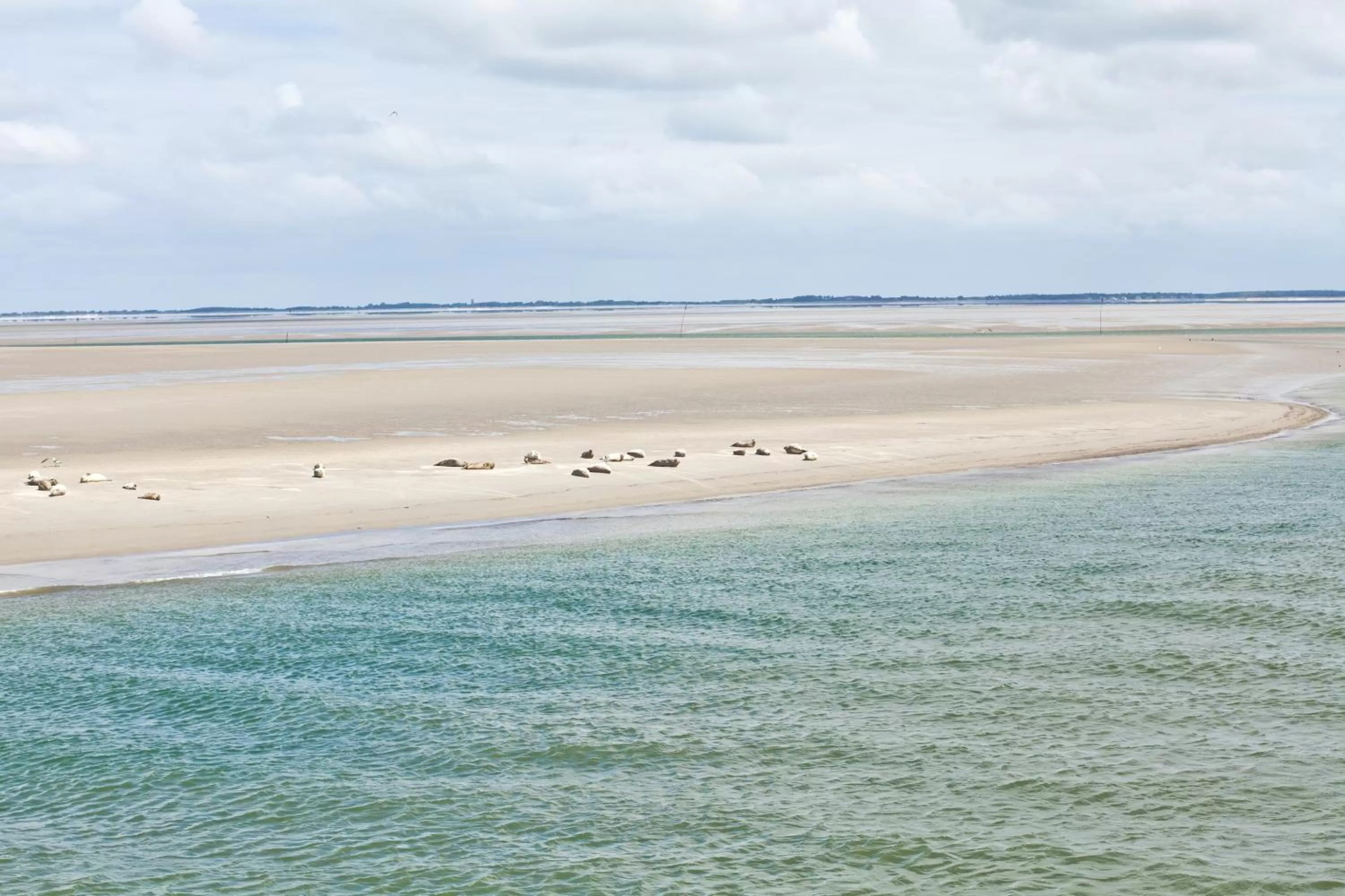 Animals in Anker's Hörn - Hotel & Restaurant auf der Hallig Langeness