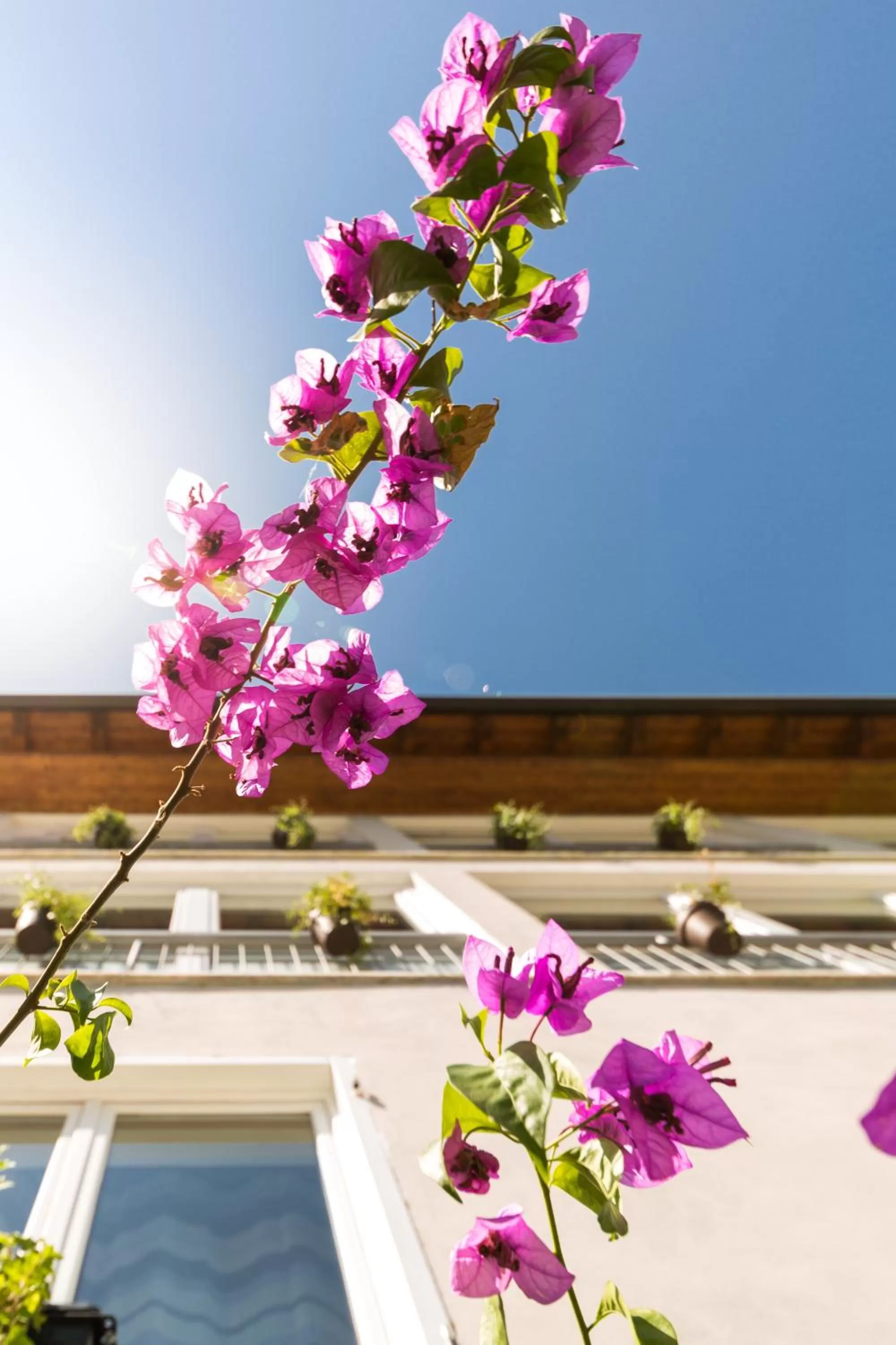 Property building in Hotel Canarino