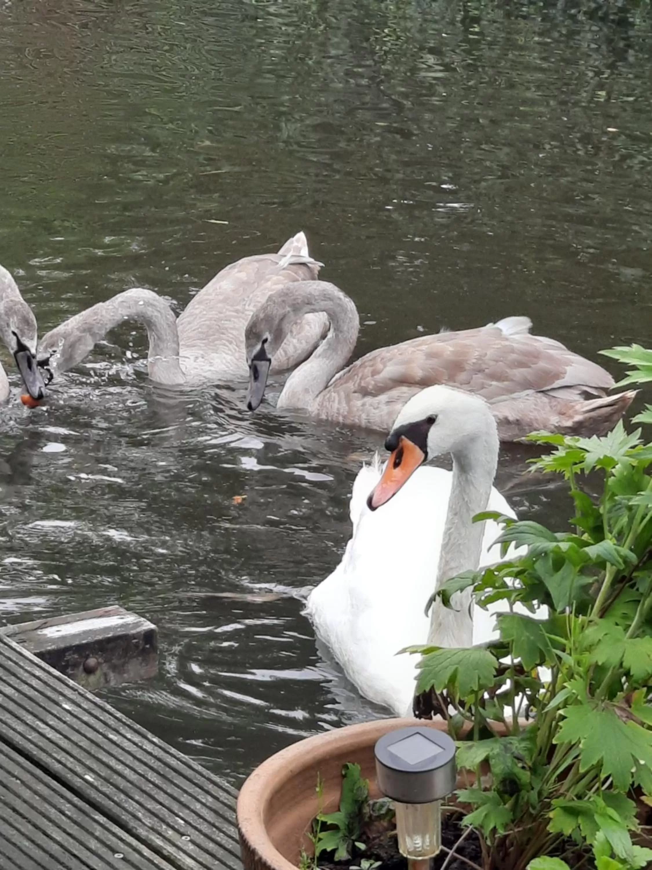 Other Animals in Quarenta Studio