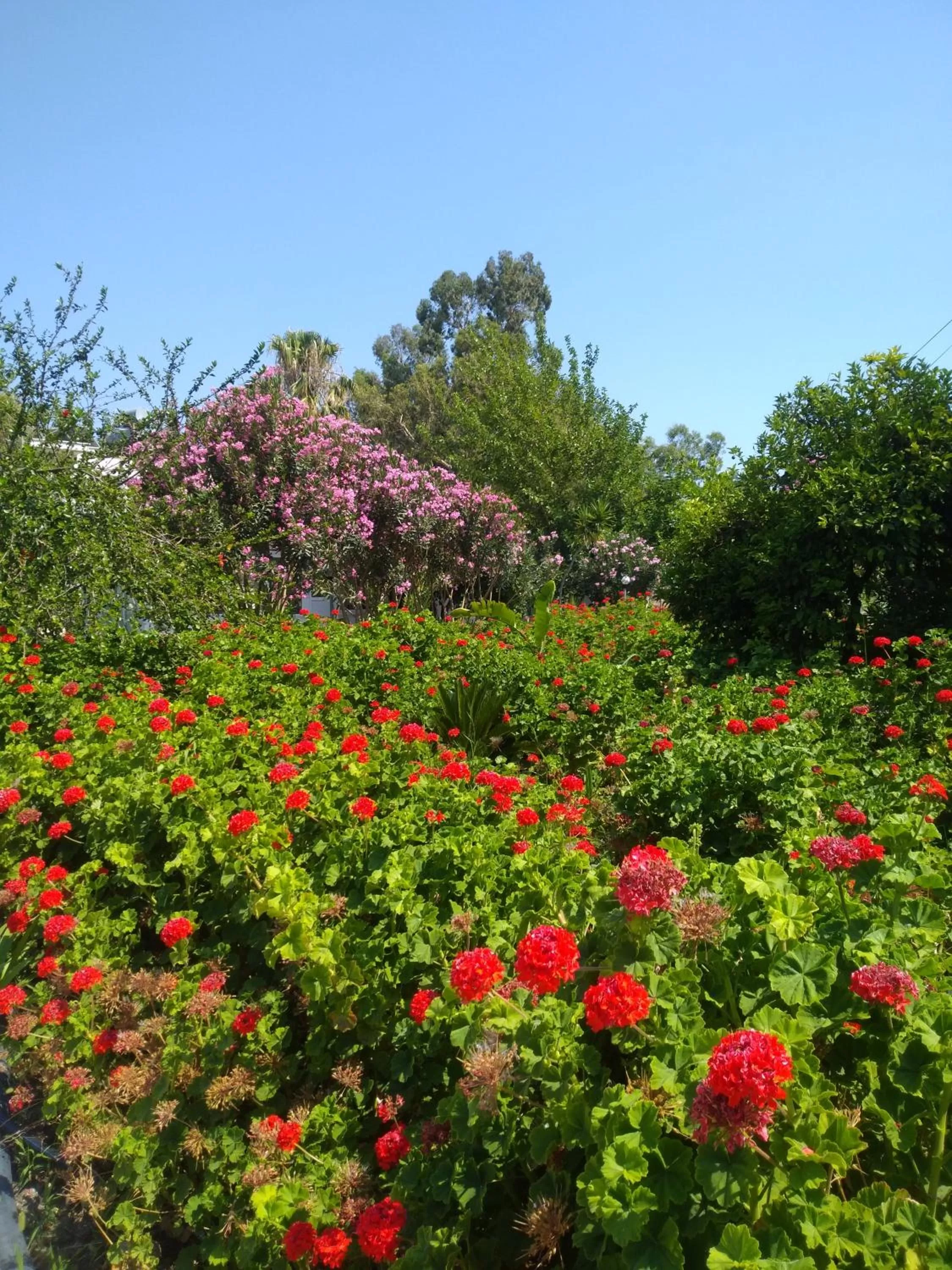 Natural landscape in Kiriş Garden Hotel