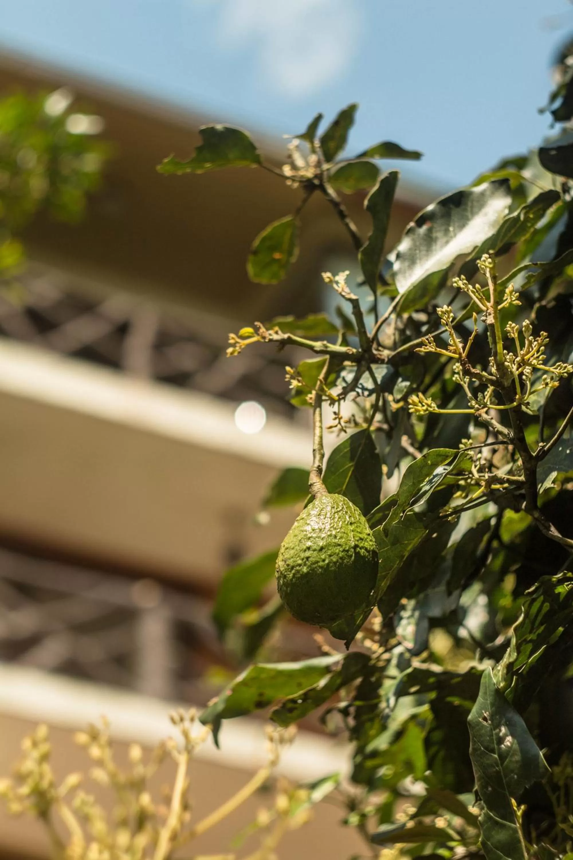 Garden in Aldea Real Eco Friendly