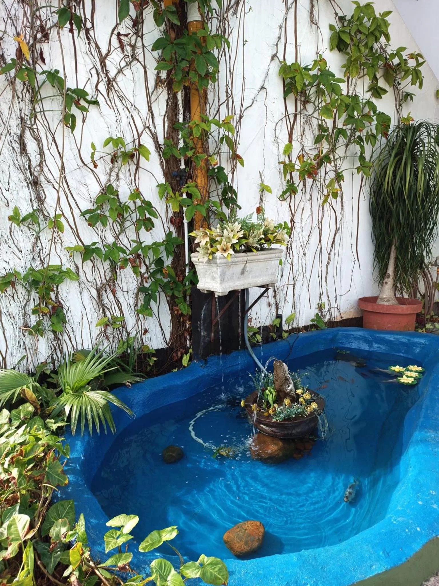 Garden in Queensburgh B&B or Self Catering