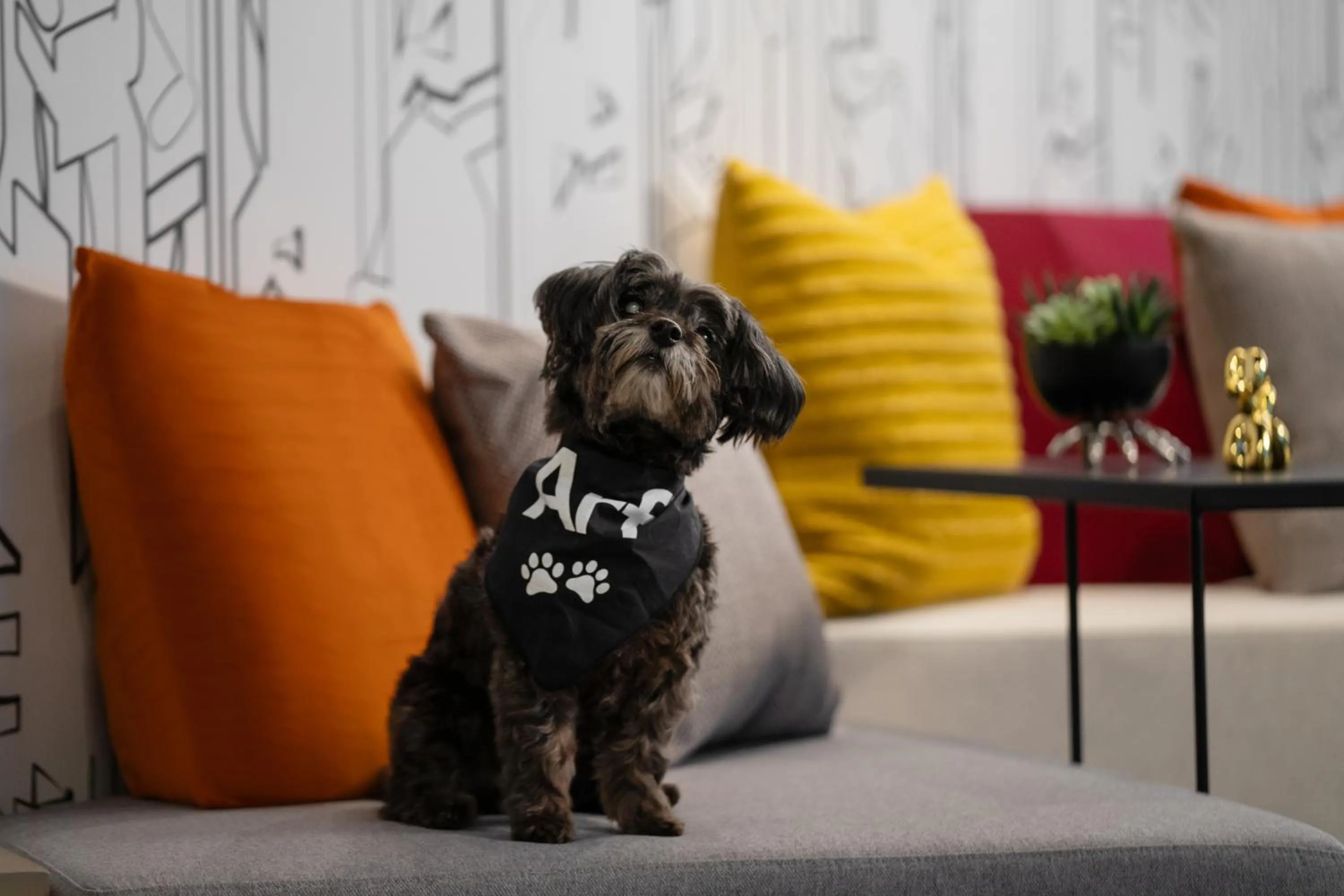 Pets in Aloft New York Chelsea