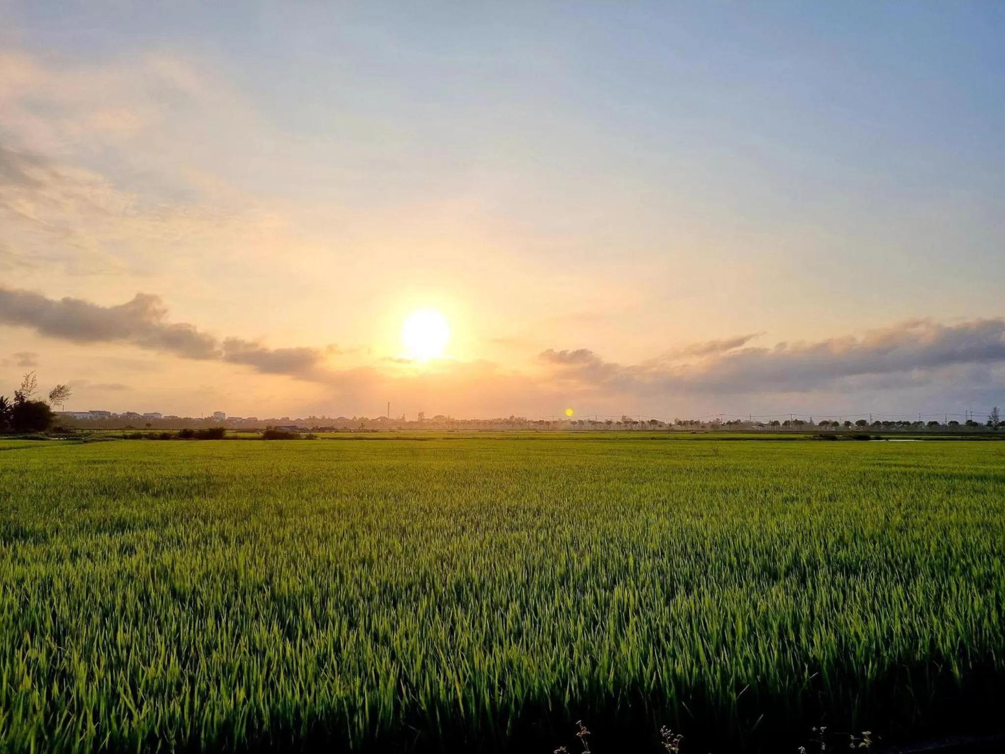 Natural landscape in hoi an center town