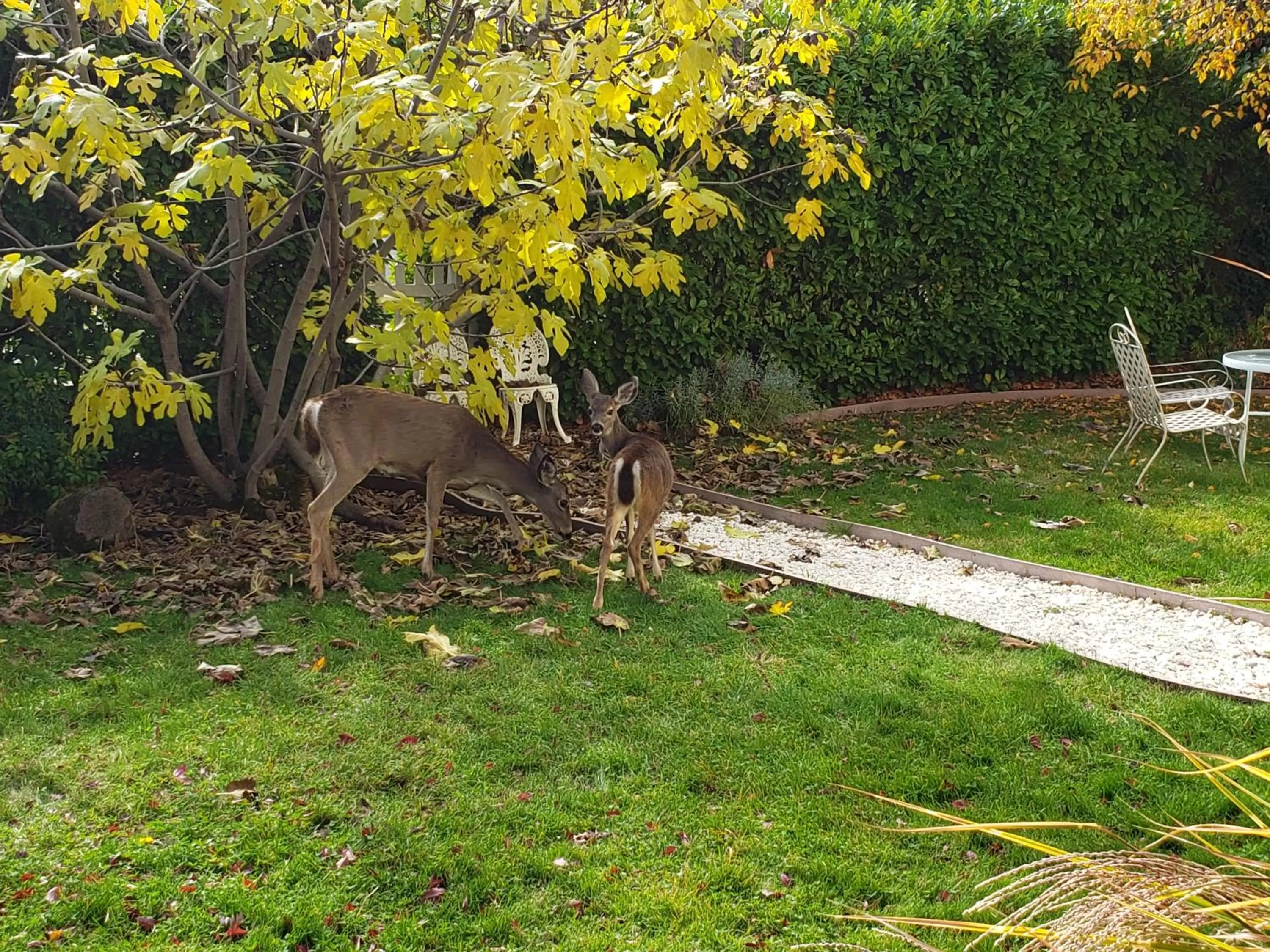 Garden in Bayberry Inn B&B and Oregon Wellness Retreat