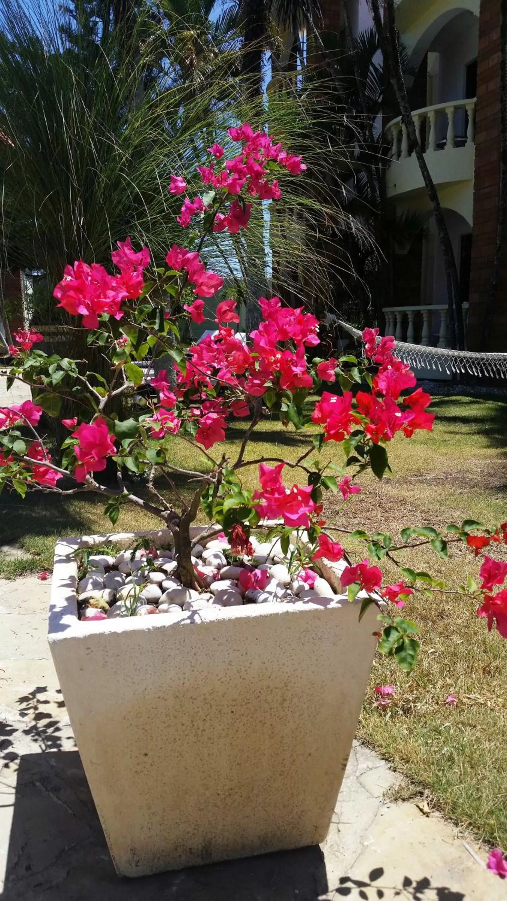Garden in Hotel Voramar