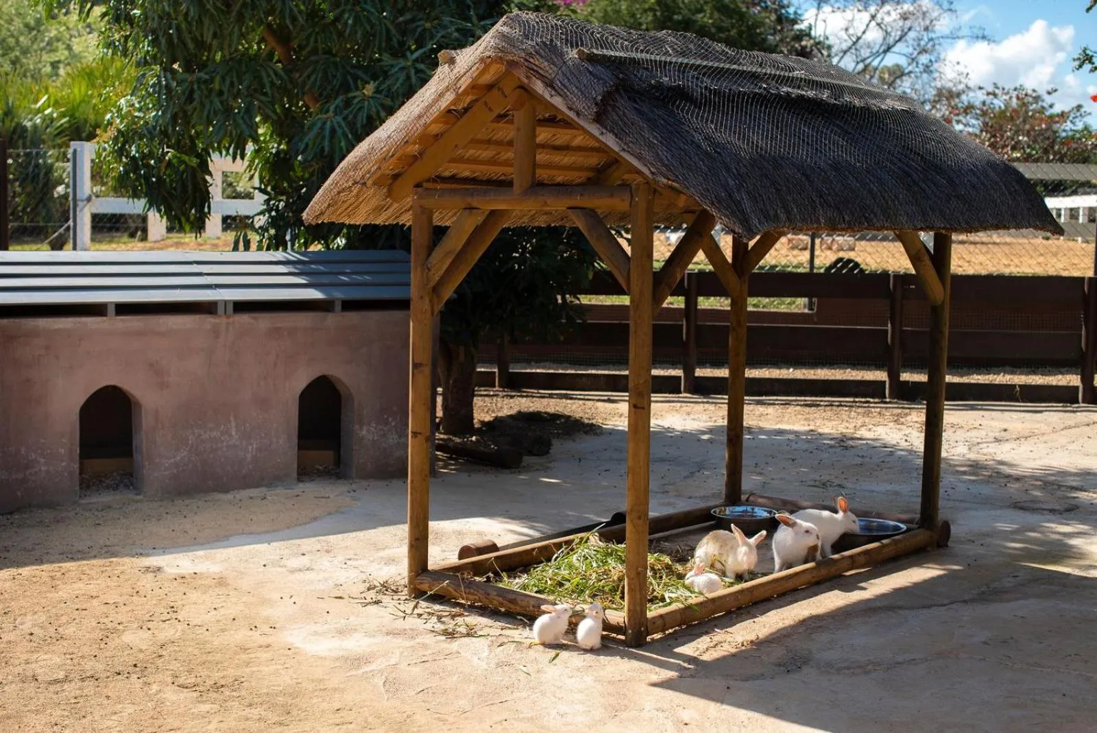 Animals in Maritim Resort & Spa Mauritius