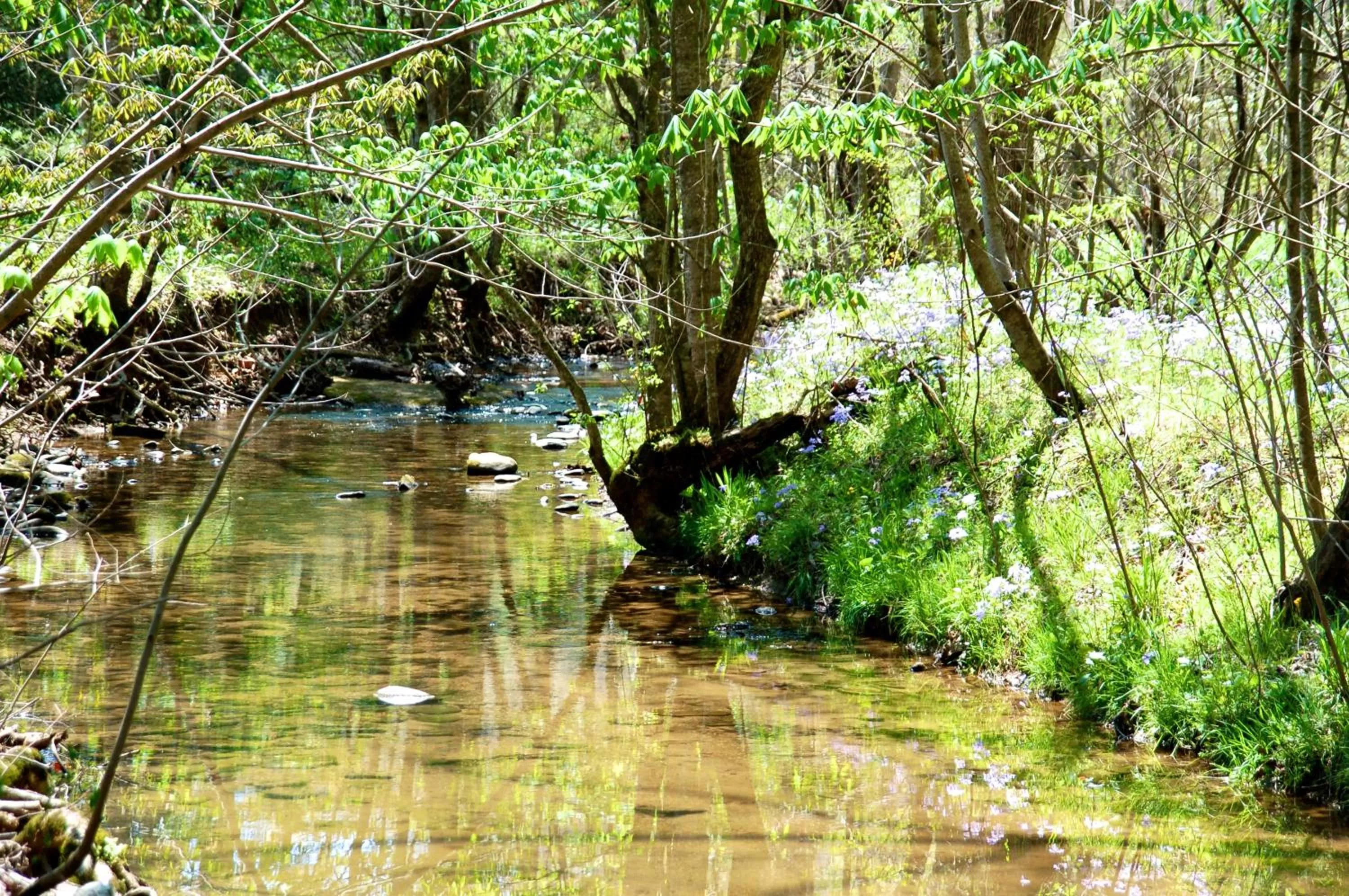 Other Animals in Creekwalk Inn Bed and Breakfast with Cabins