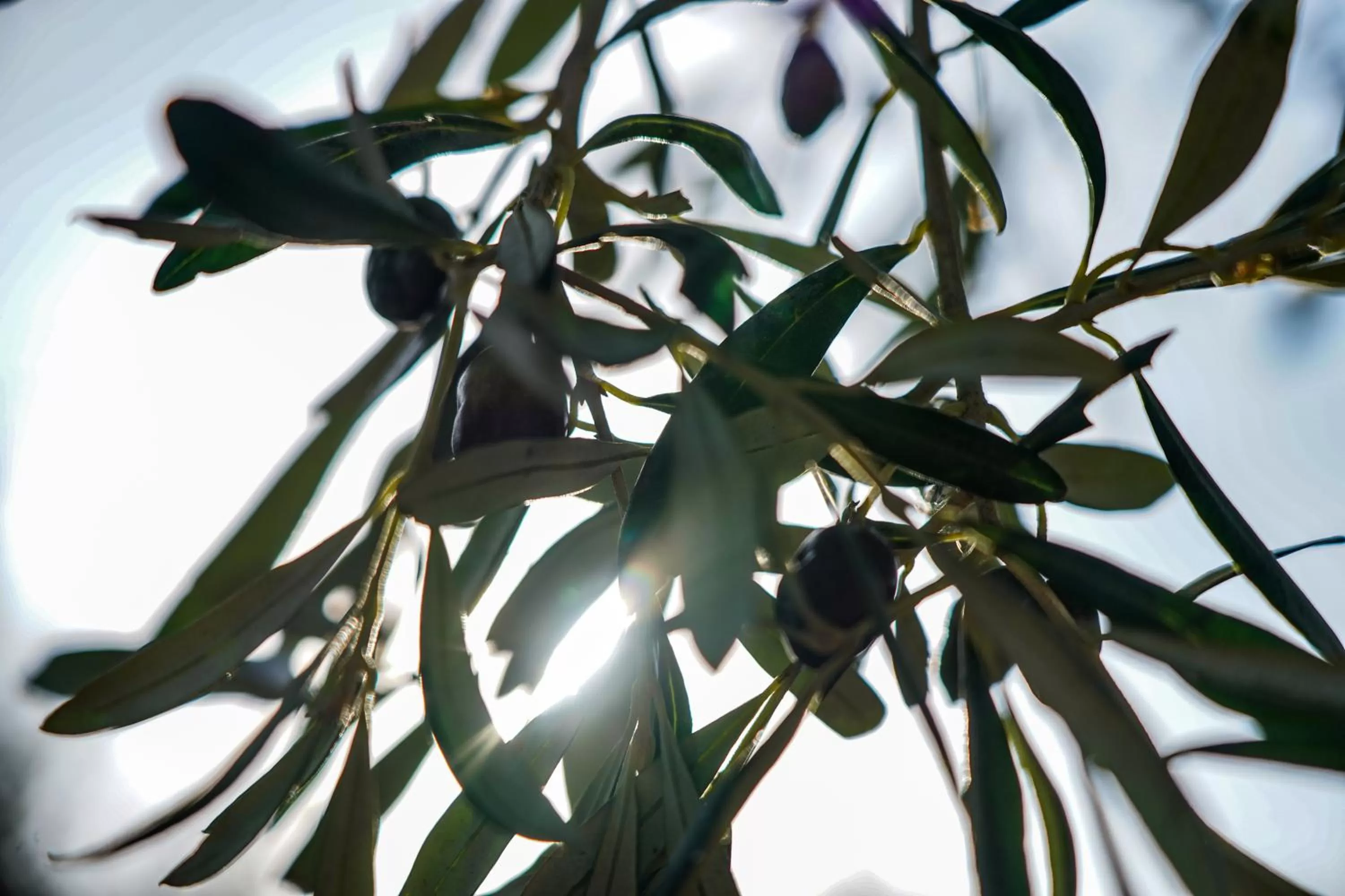 Garden in Hotel Bellavista