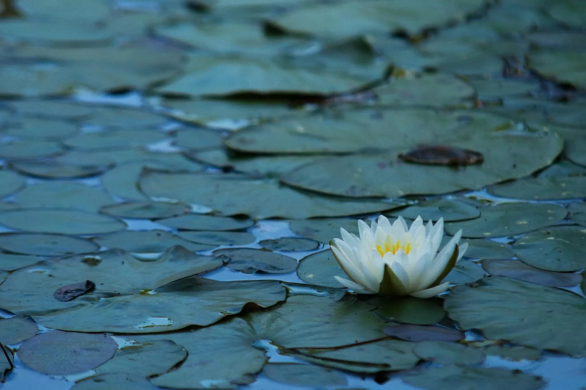 Other in Highland Lake Inn & Resort - Flat Rock