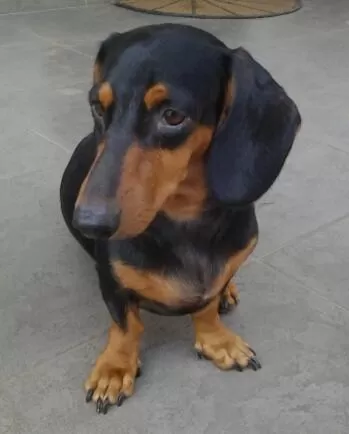 Pets in Bon Accord Mirissa