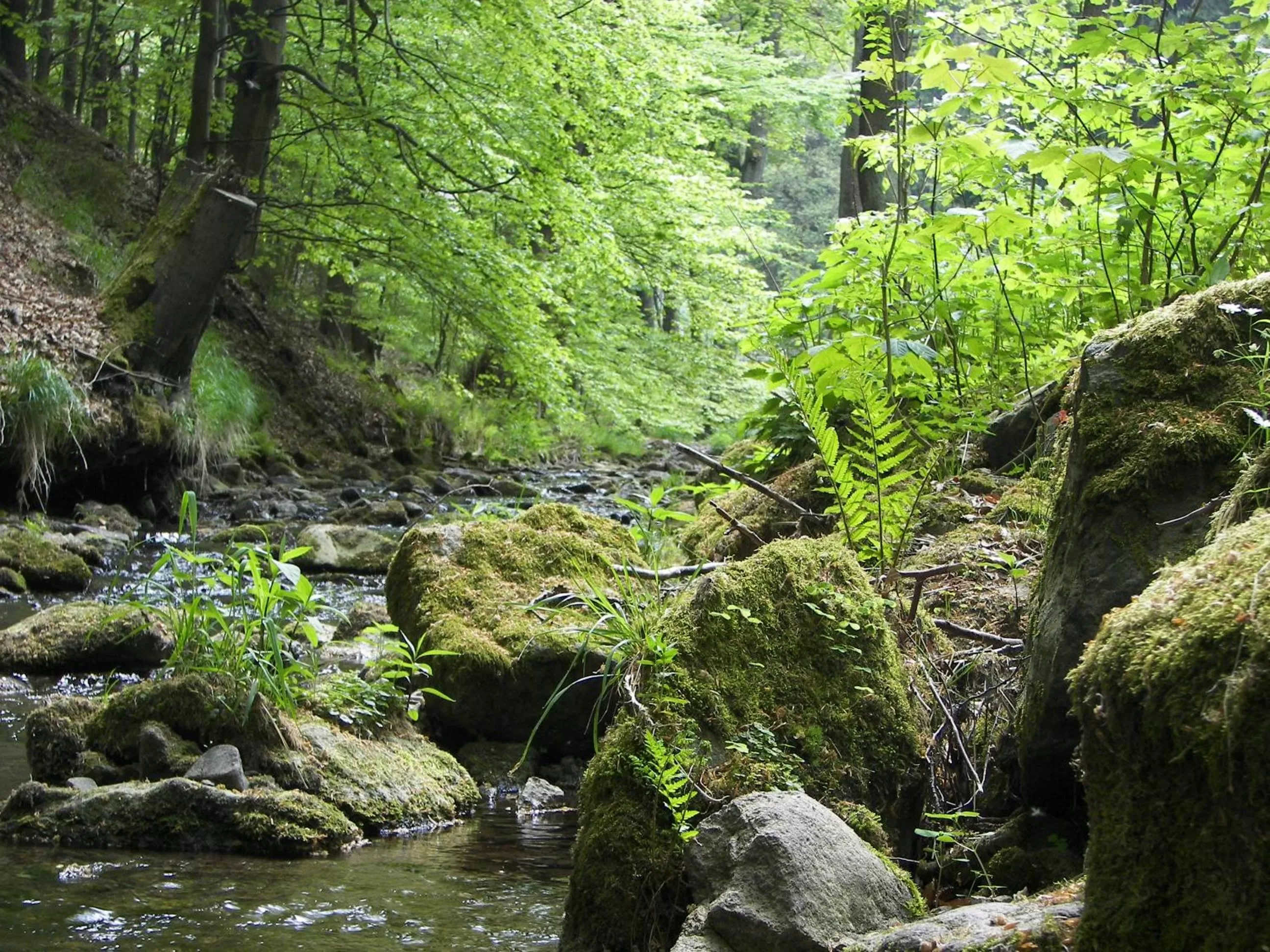 Natural landscape in Hotel Zum Schneekopf "Garni"
