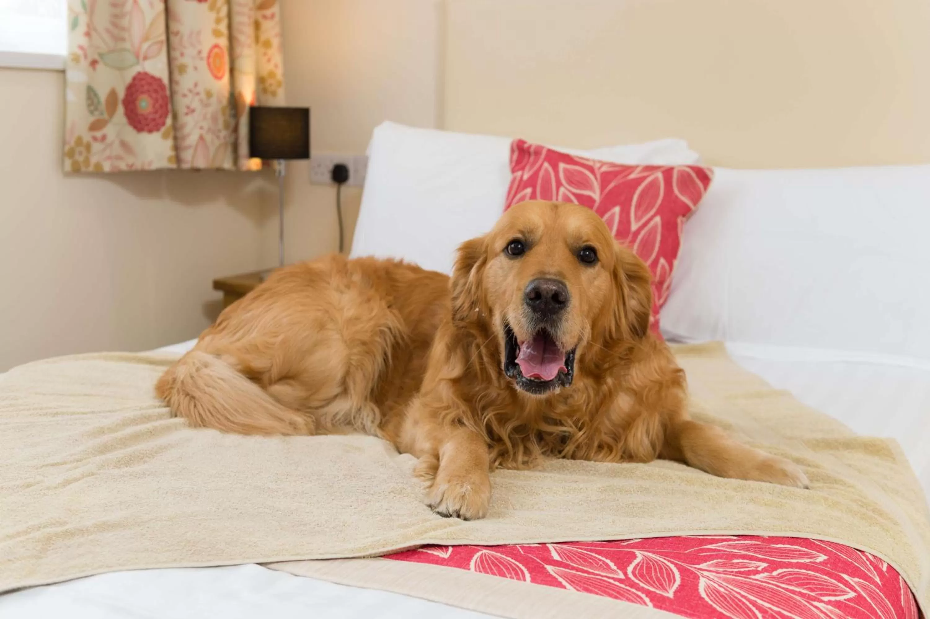 Pets, Bed in Best Western Fowey Valley