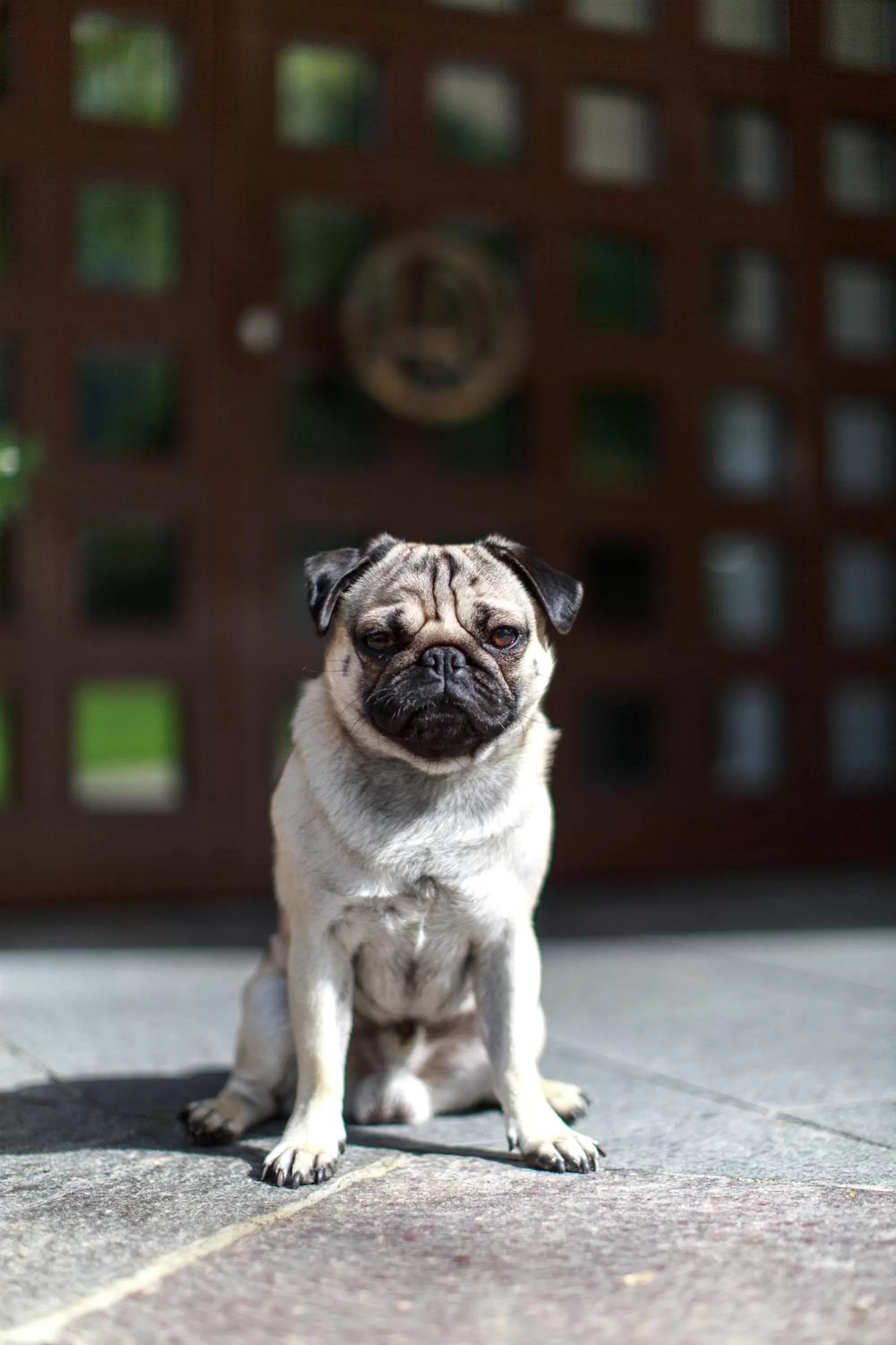 Pets in Hotel Garni Römerhof