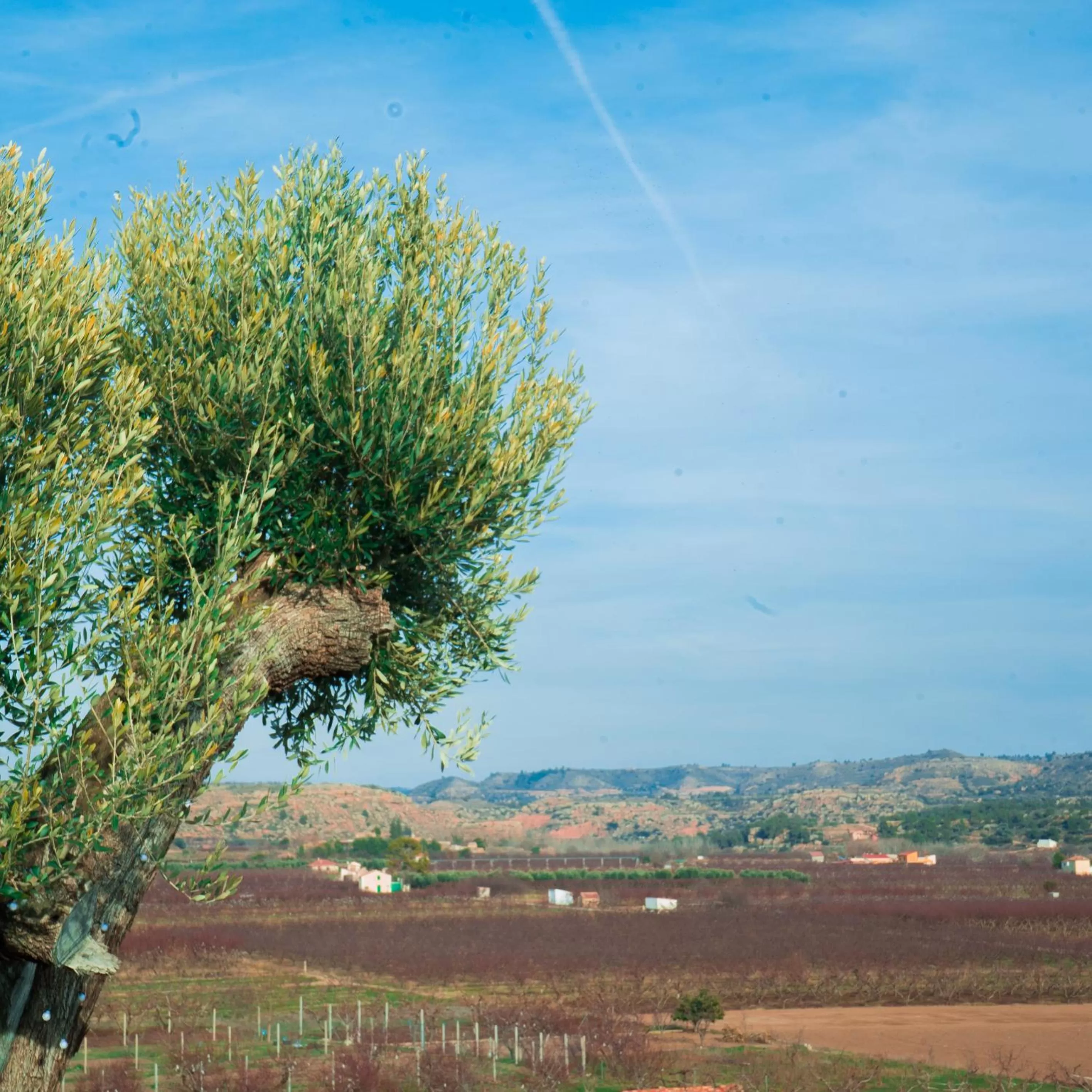 Spring in Cabezo Buñuel Hostal